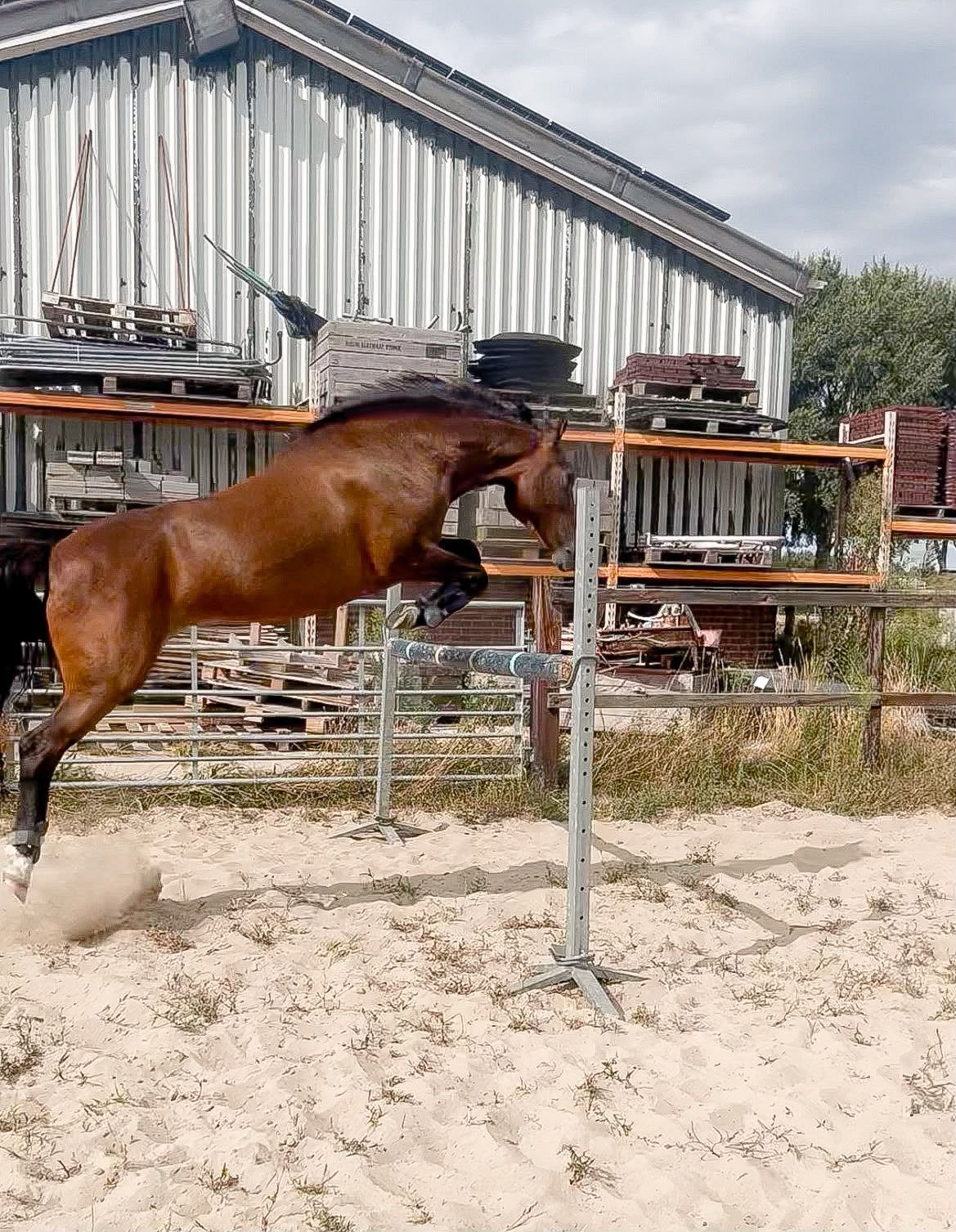 allround-pony merrie 12 años bruin en venta - Foto 6
