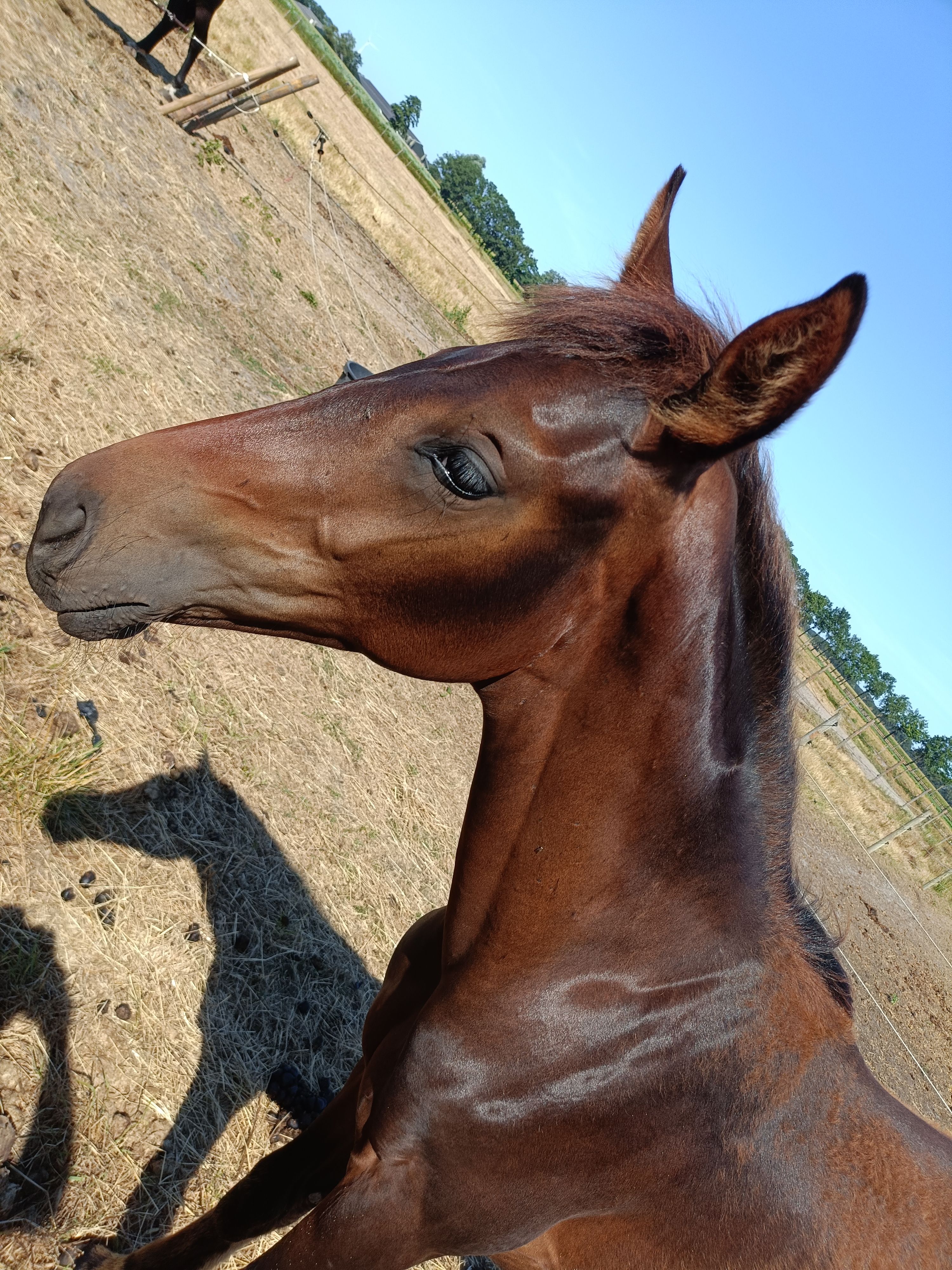 kwpn dressuurpaard hengst 0 años kastanje en venta - Foto 2