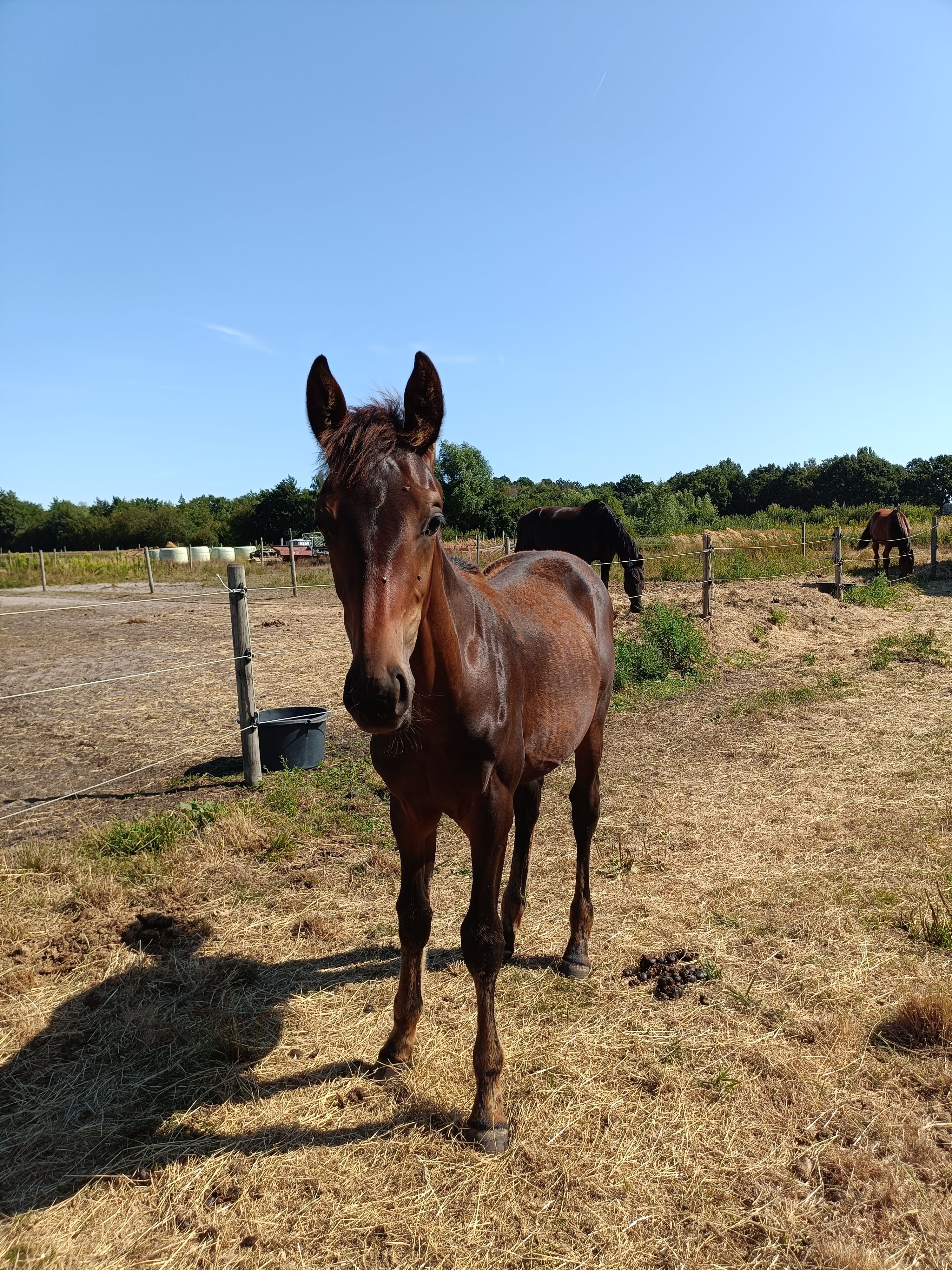 kwpn dressuurpaard hengst 0 años kastanje en venta - Foto 3