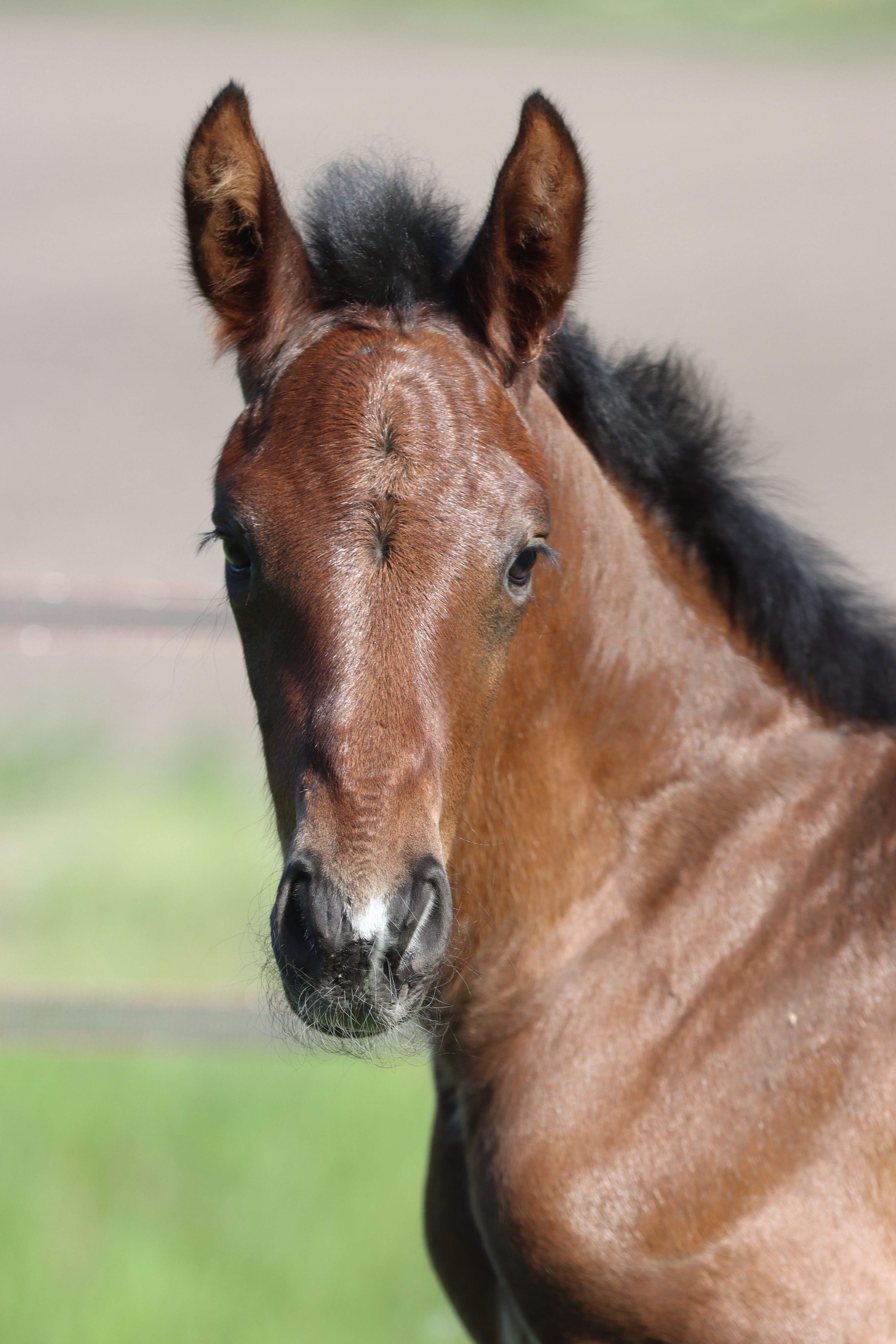 zangersheide springpaard hengst 0 years old bruin for sale - Photo 2