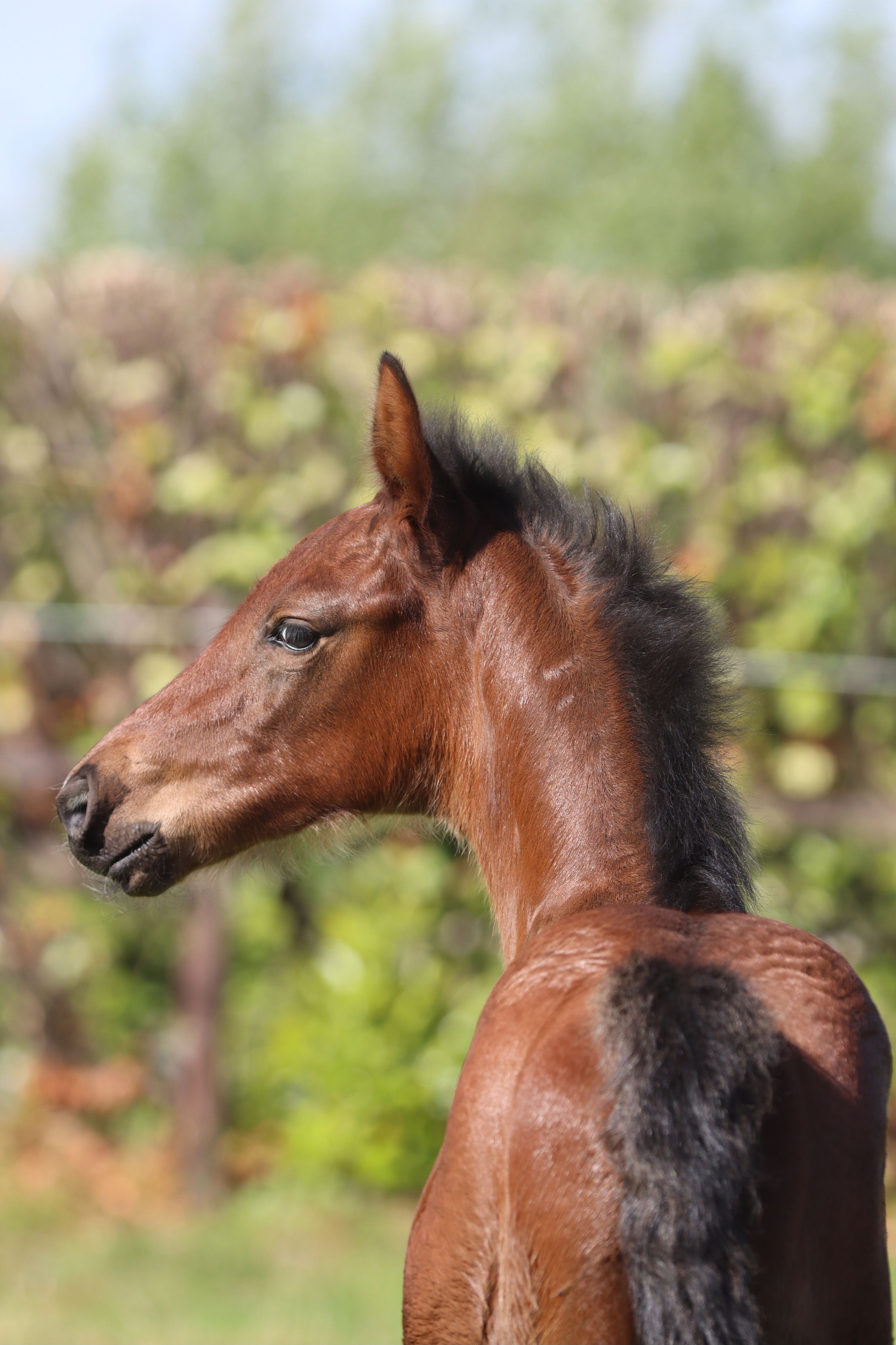 zangersheide springpaard hengst 0 years old bruin for sale - Photo 3