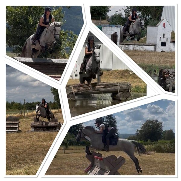 Sport Pony Connemara D size 2022