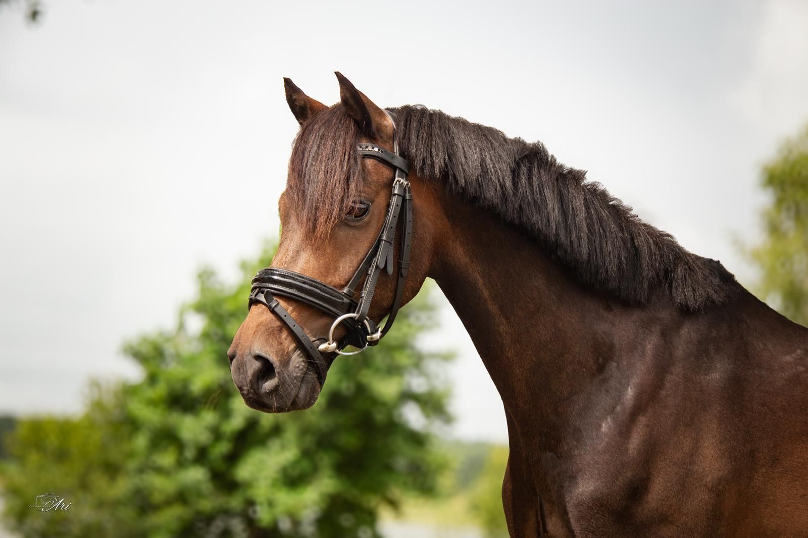 welsh springpony ruin 10 anni donkerbruin in vendita - Foto 2