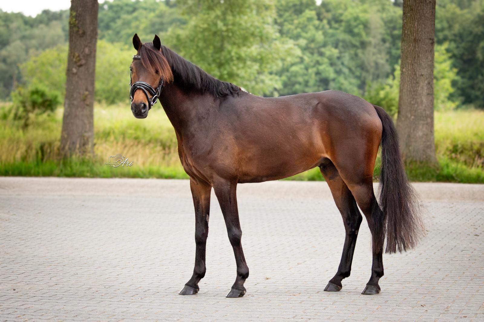 welsh springpony ruin 10 anni donkerbruin in vendita - Foto 3