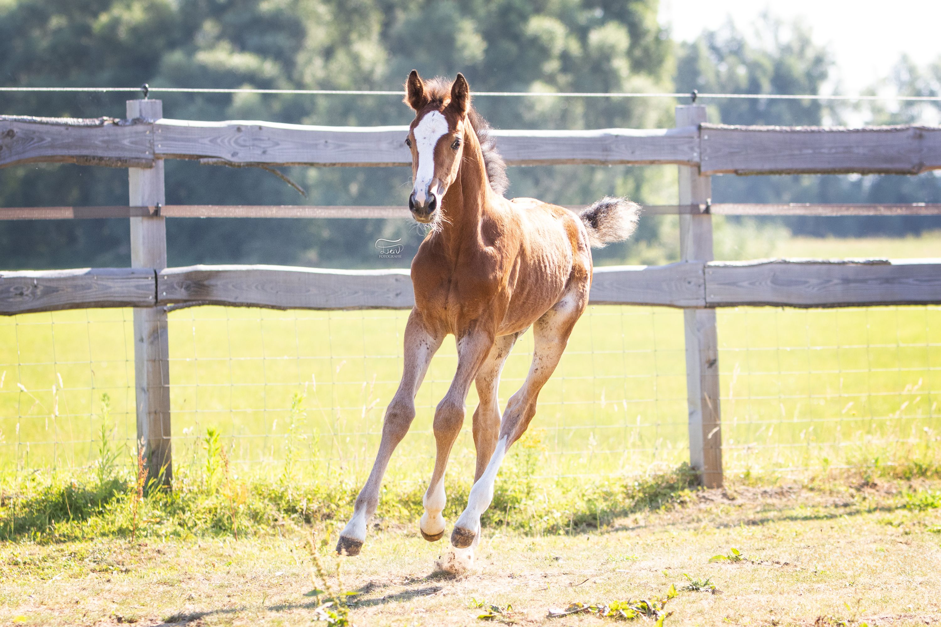 Promising filly foal by J-Nius V.V Z