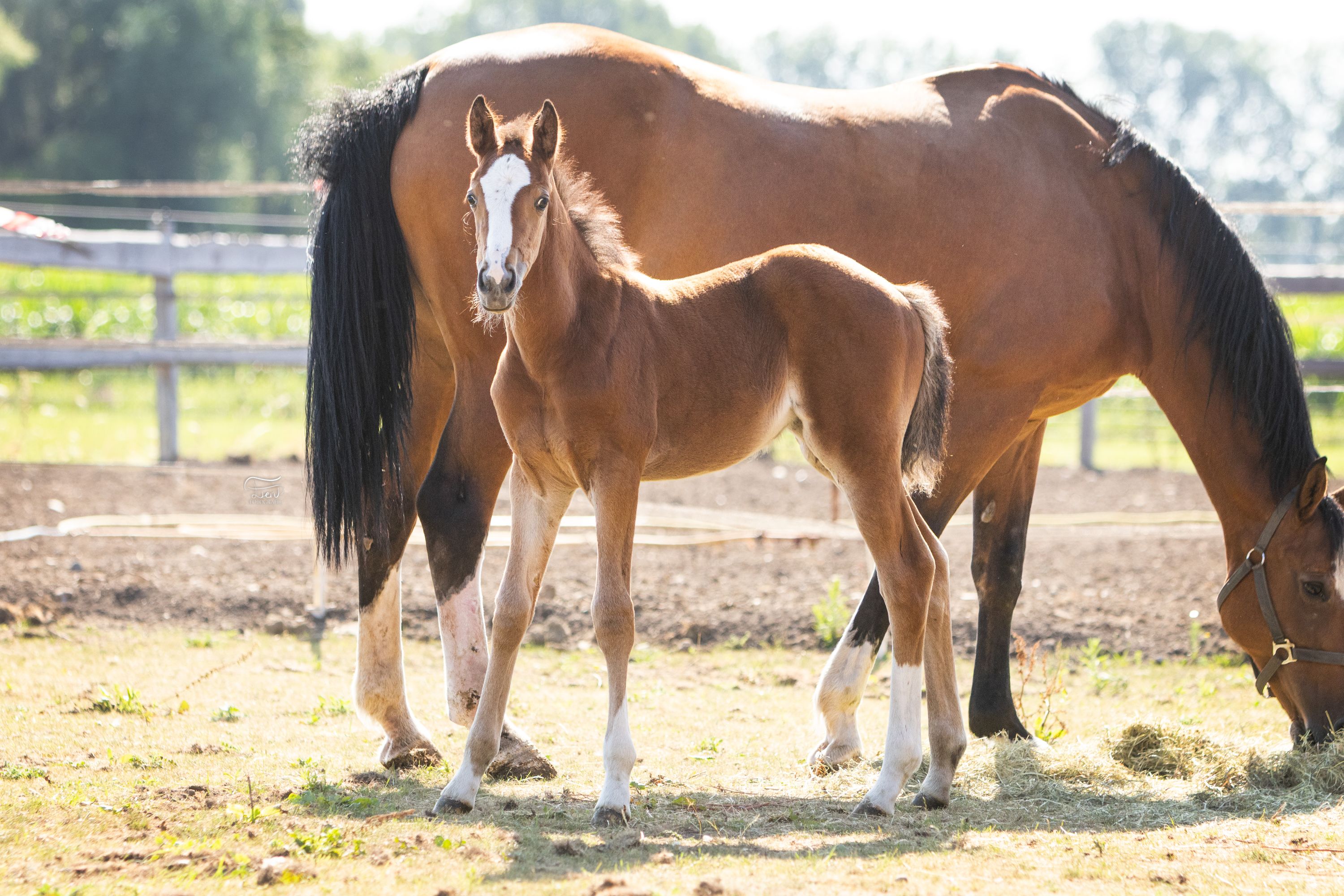 zangersheide springpaard merrie 0 years old bruin for sale - Photo 2