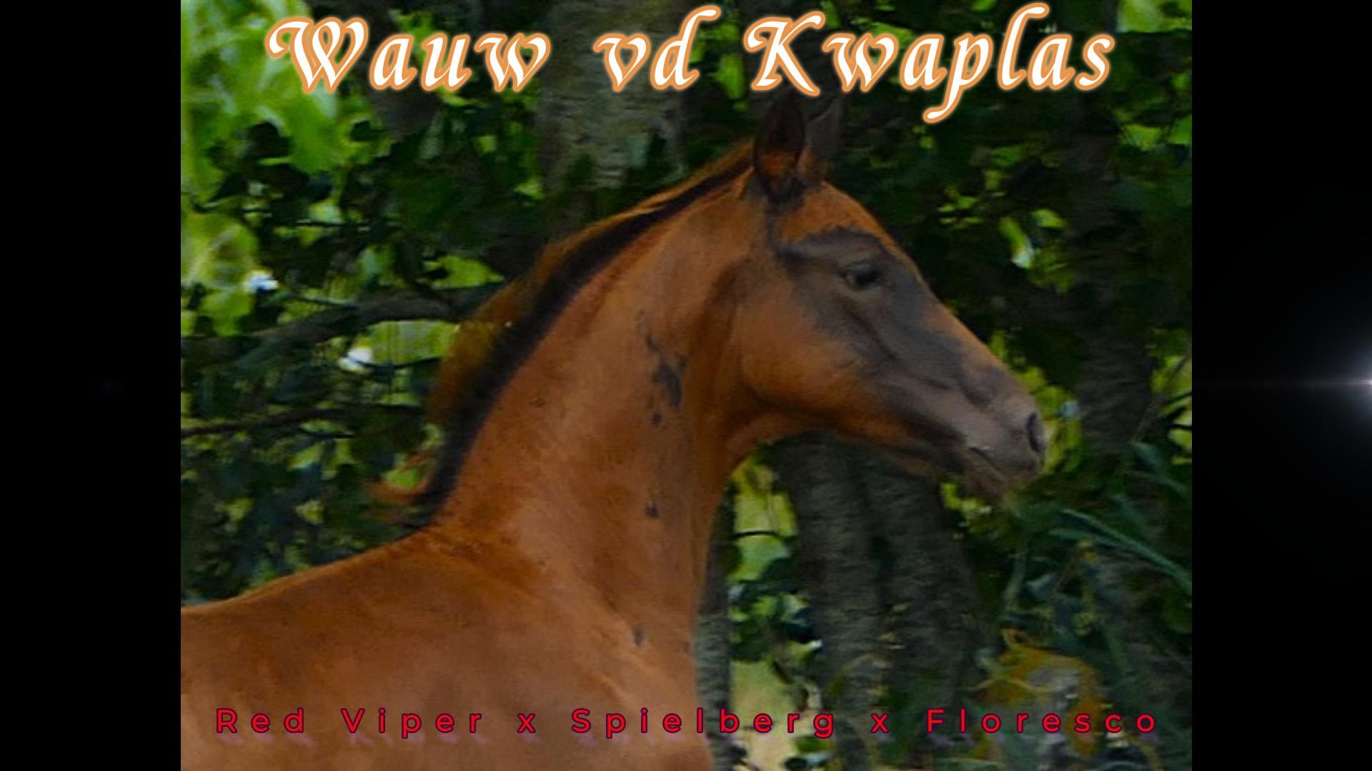 extravagantly moving colt foal