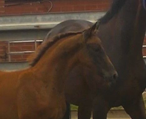kwpn dressuurpaard hengst 0 years old vos for sale - Photo 3