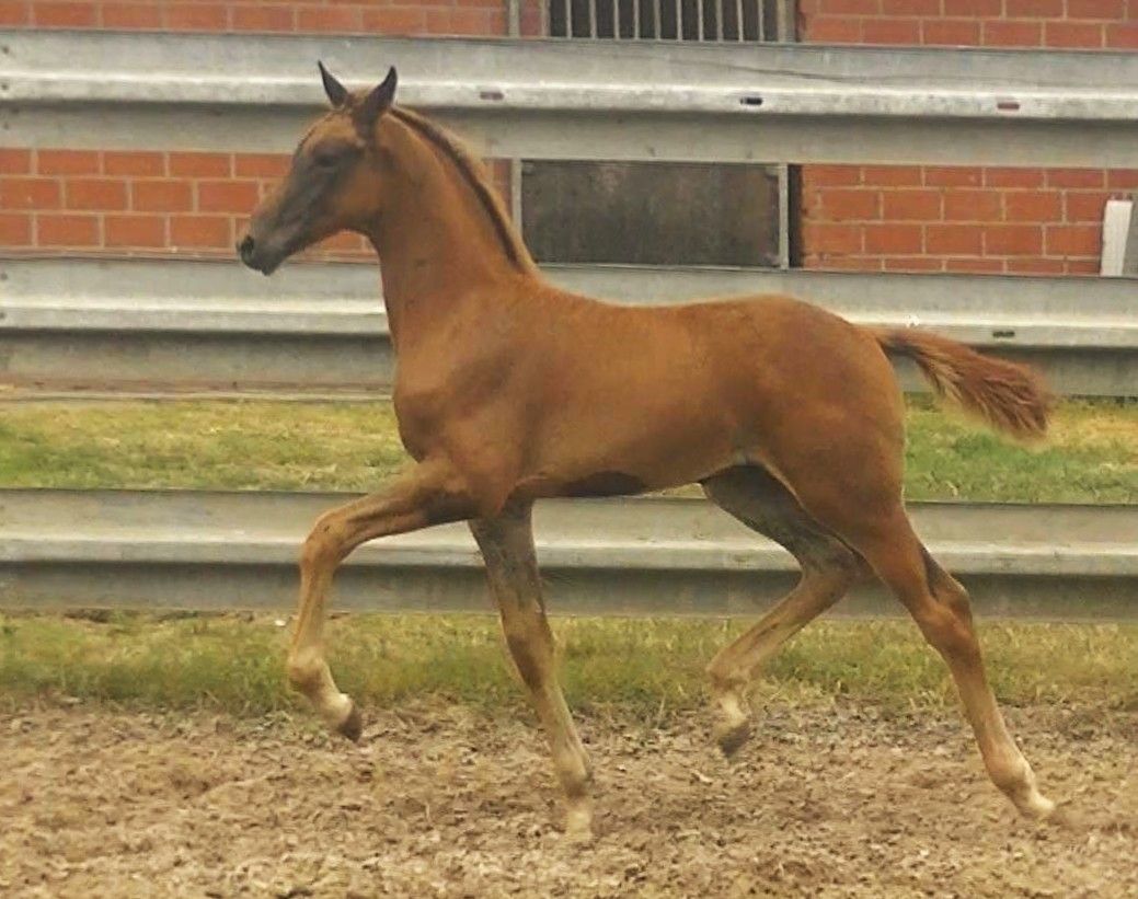 kwpn dressuurpaard hengst 0 years old vos for sale - Photo 2