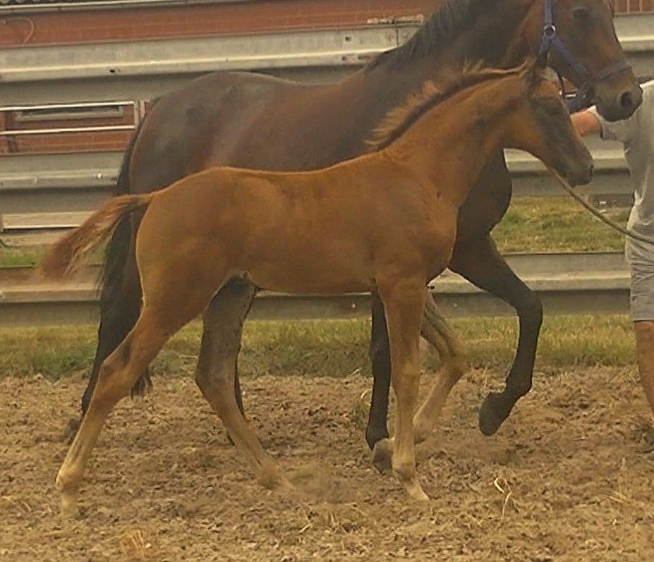 kwpn dressuurpaard hengst 0 years old vos for sale - Photo 4