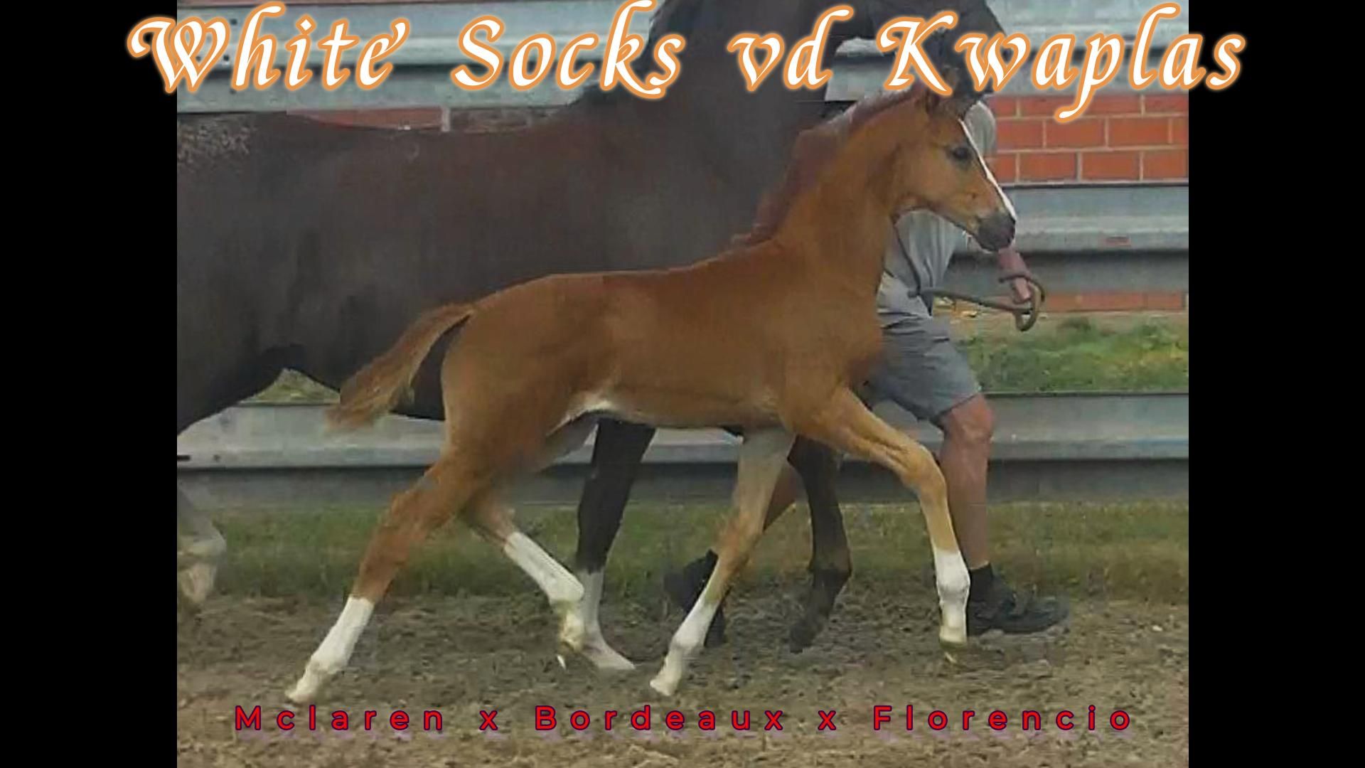 Very promising dressage foal