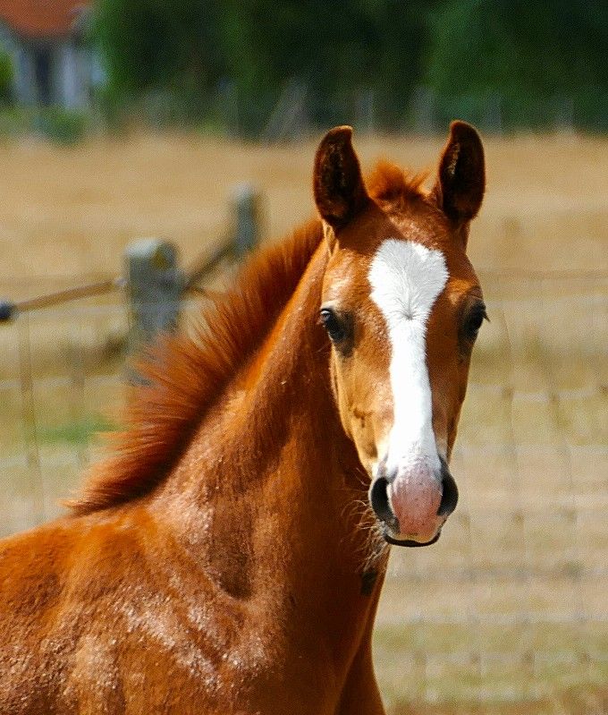 kwpn dressuurpaard hengst 0 years old vos for sale - Photo 3