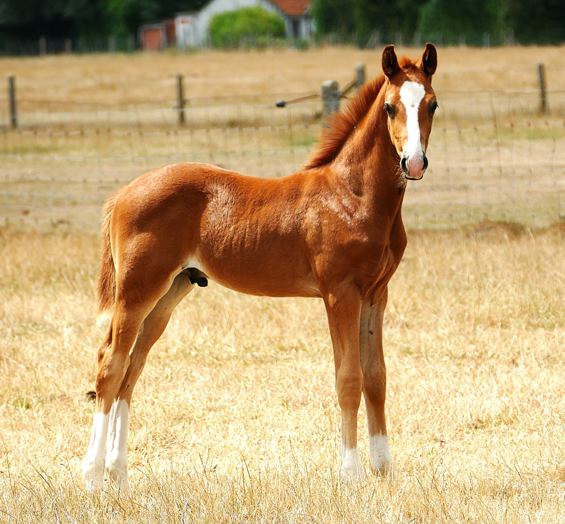kwpn dressuurpaard hengst 0 years old vos for sale - Photo 2
