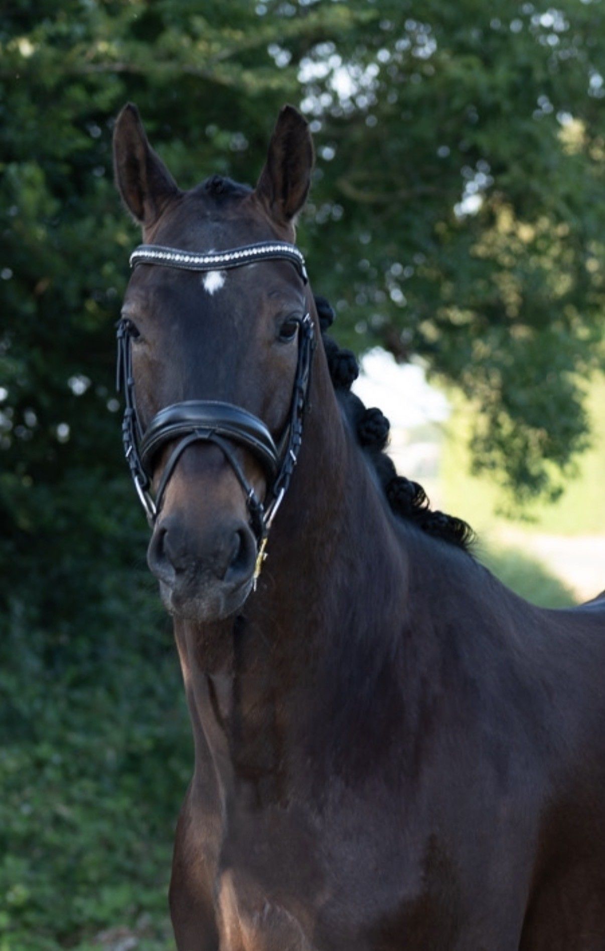 Sweet 3-year-old Glamourdale gelding