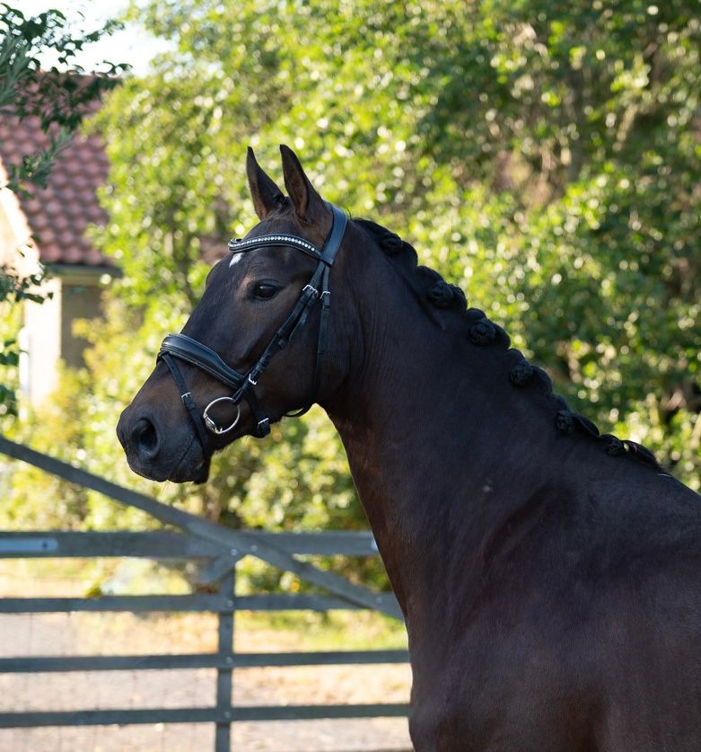 kwpn dressuurpaard ruin 3 years old donkerbruin for sale - Photo 2