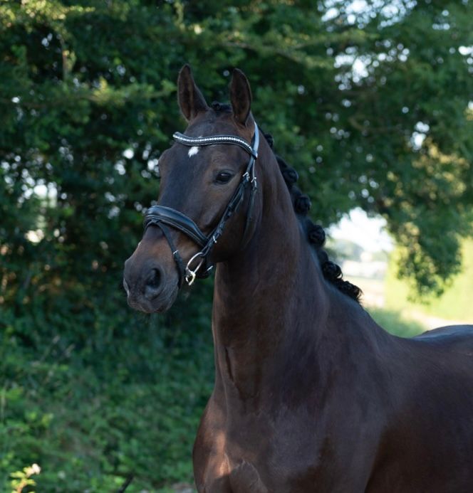 kwpn dressuurpaard ruin 3 years old donkerbruin for sale - Photo 4