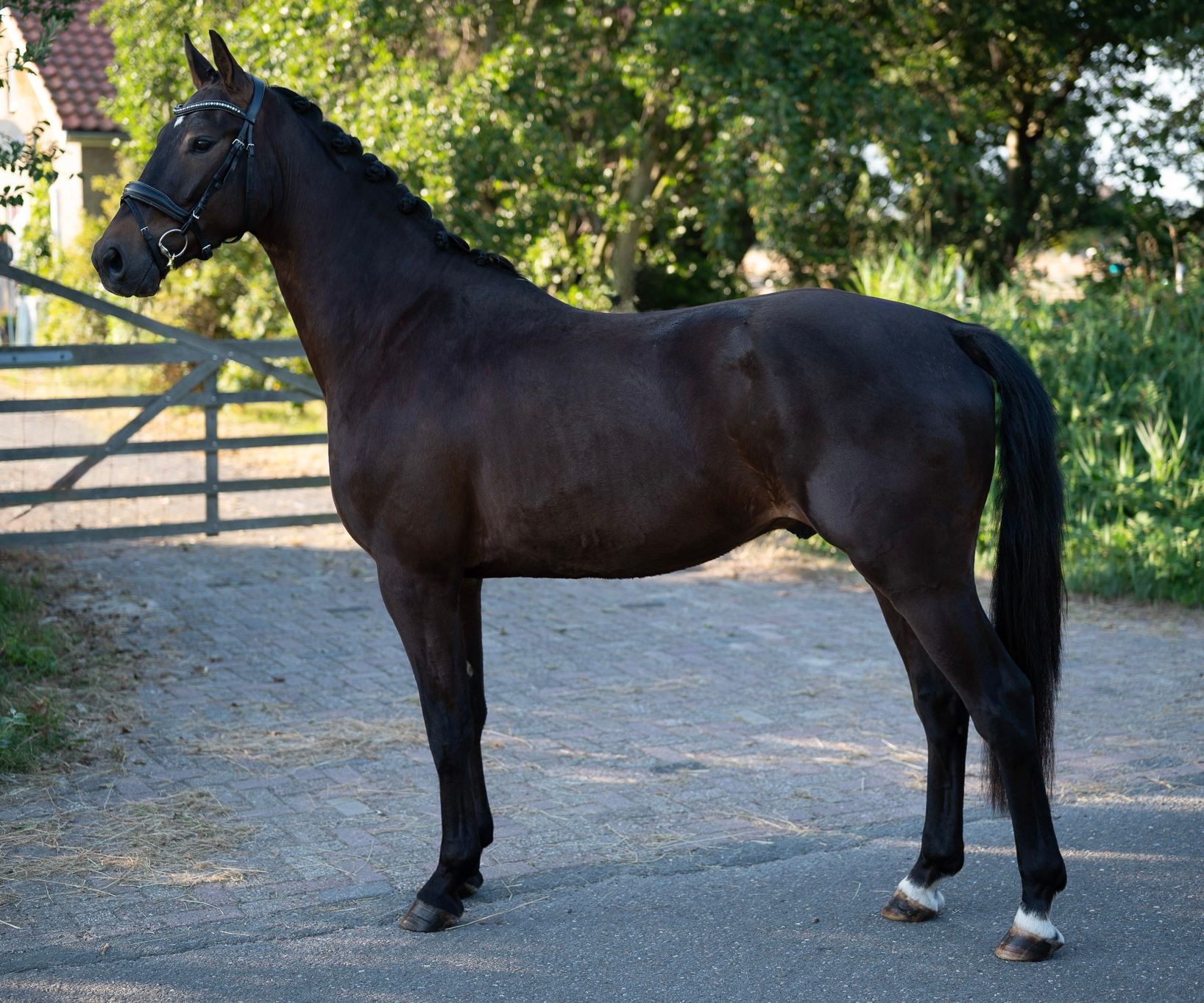 kwpn dressuurpaard ruin 3 years old donkerbruin for sale - Photo 3