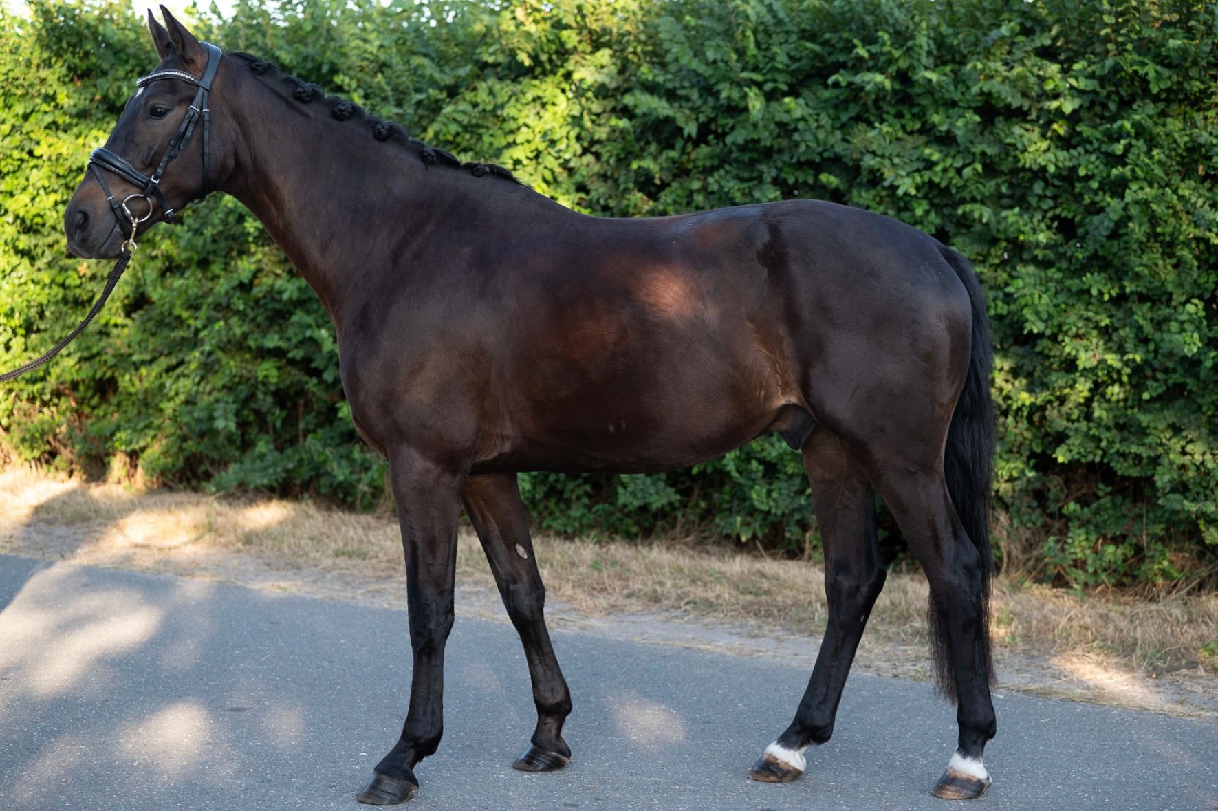 kwpn dressuurpaard ruin 3 years old donkerbruin for sale - Photo 6