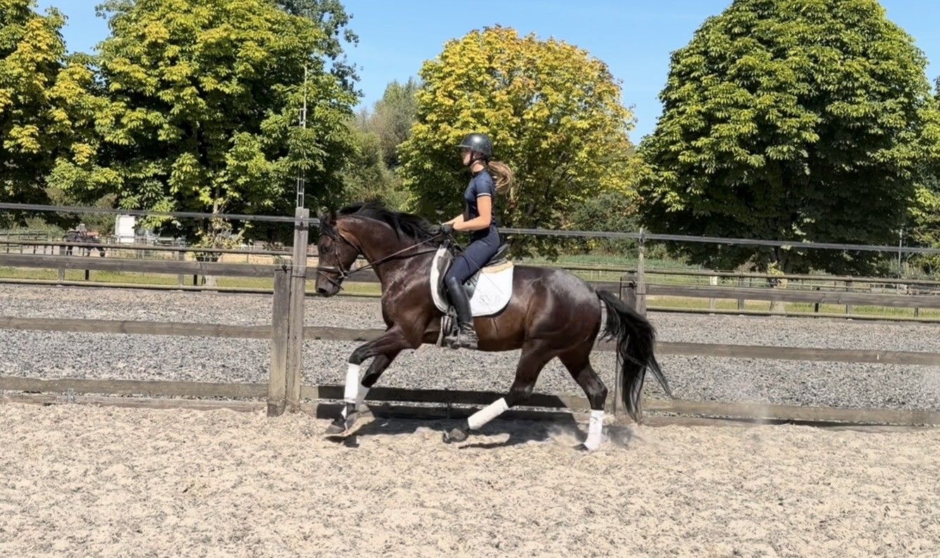 bwp dressuurpaard ruin 6 years old donkerbruin for sale - Photo 2