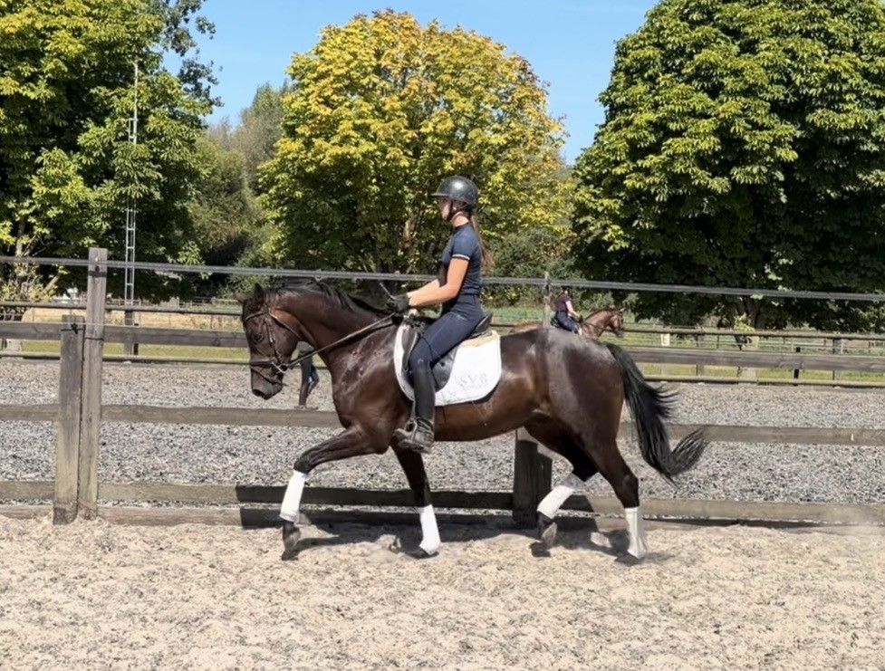 Attractively priced: 6-year-old gelding by Fürstenball, recently backed