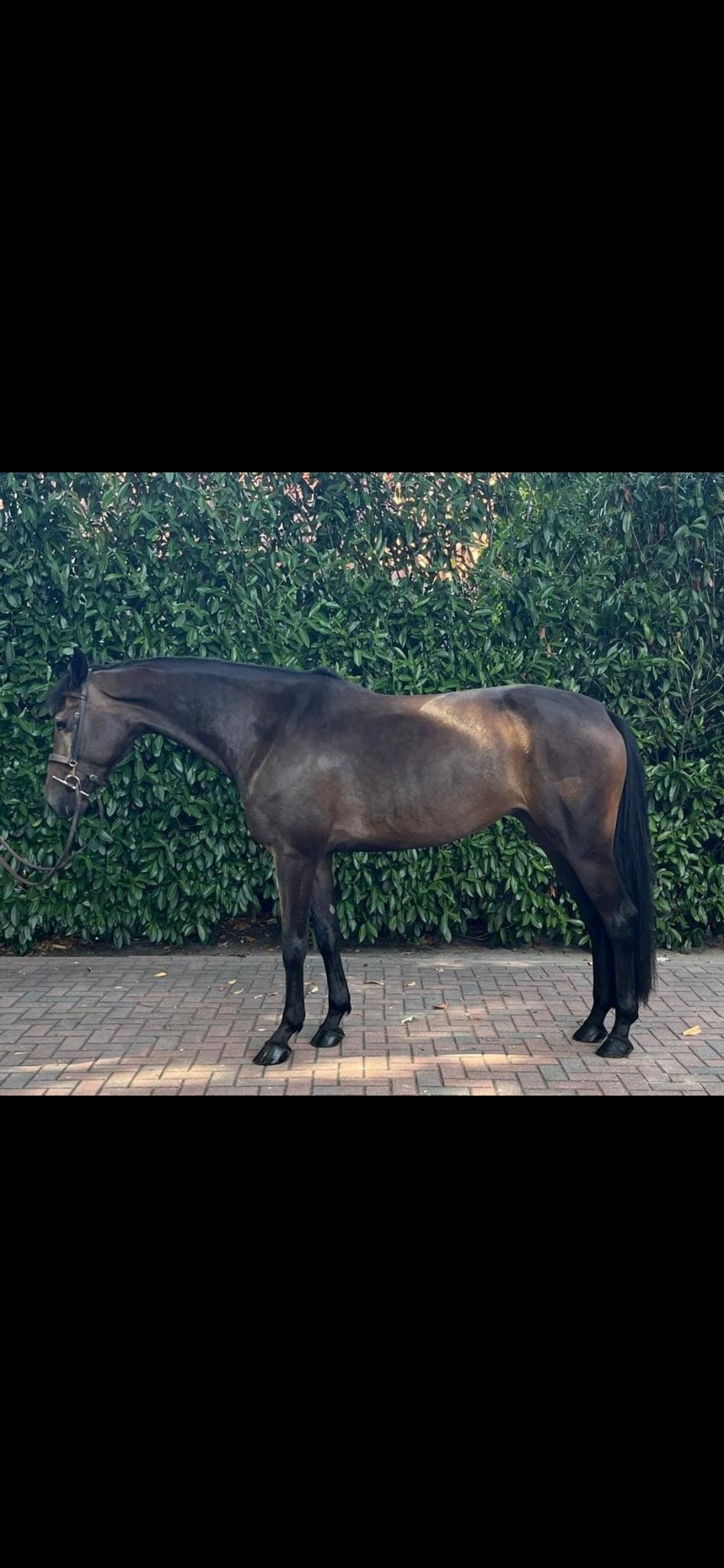 Beautiful 4-year-old mare for sale