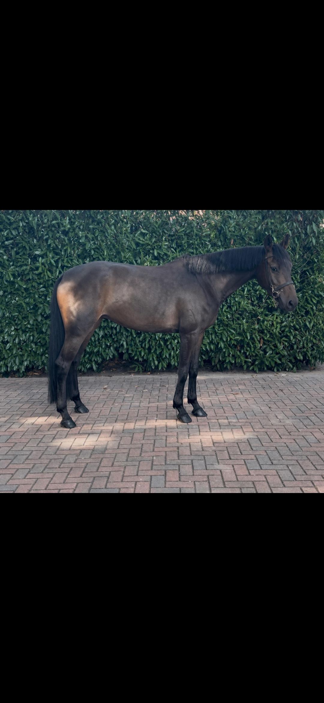 zangersheide springpaard merrie 4 years old donkerbruin for sale - Photo 2