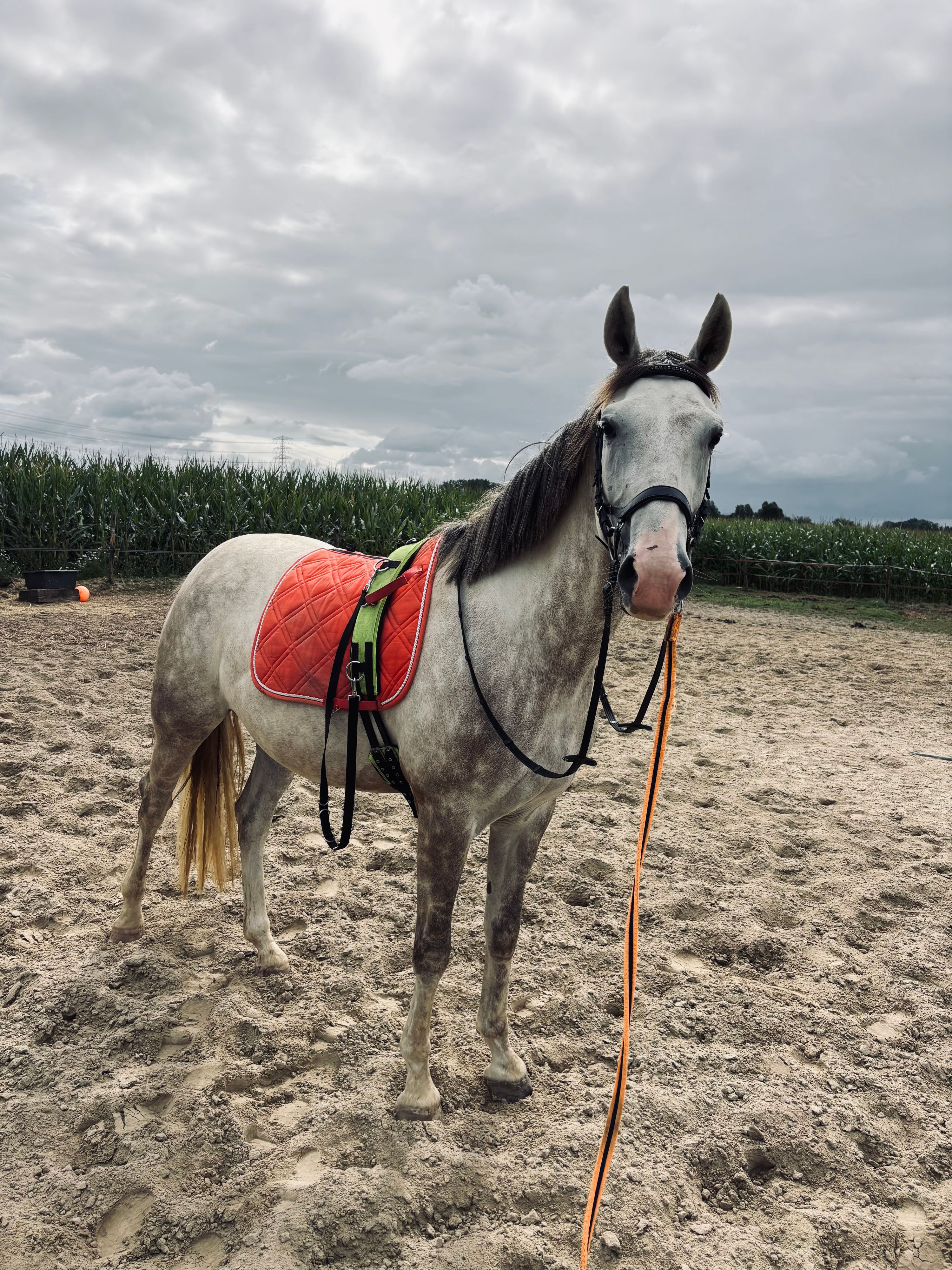 Promising KWPN mare