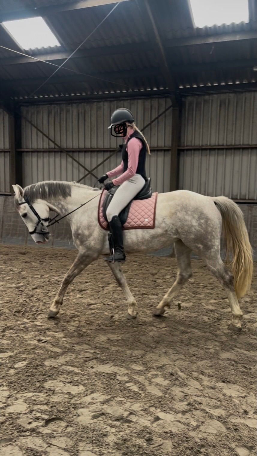 kwpn springpaard merrie 5 años schimmel en venta - Foto 4