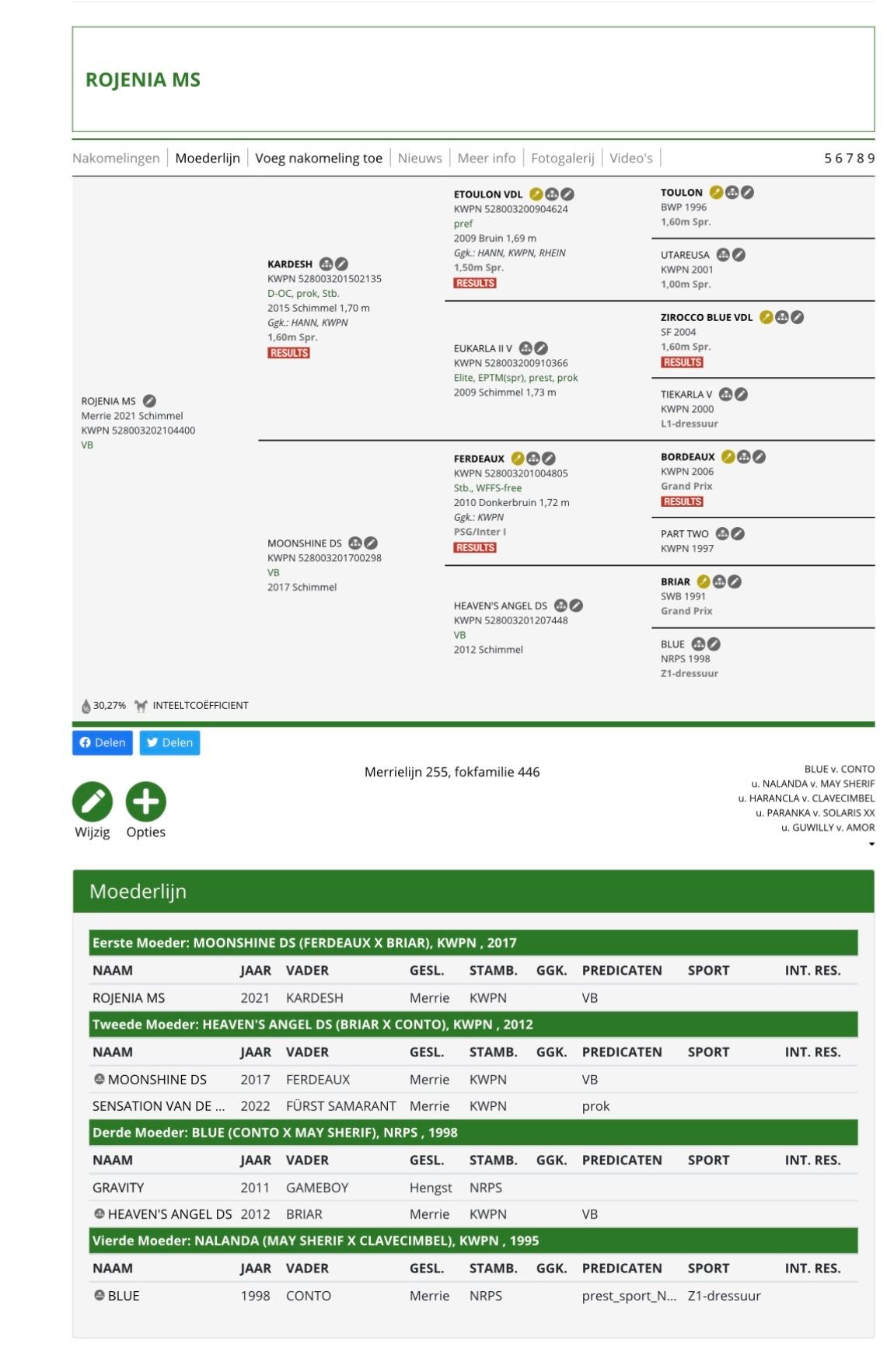 kwpn springpaard merrie 5 años schimmel en venta - Foto 3