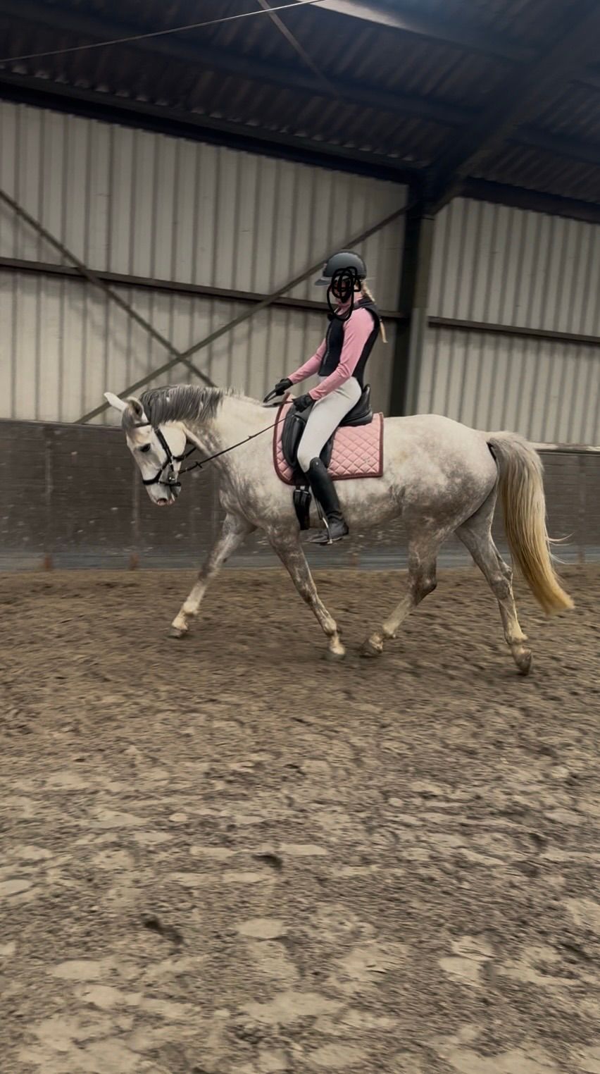 kwpn springpaard merrie 5 años schimmel en venta - Foto 5