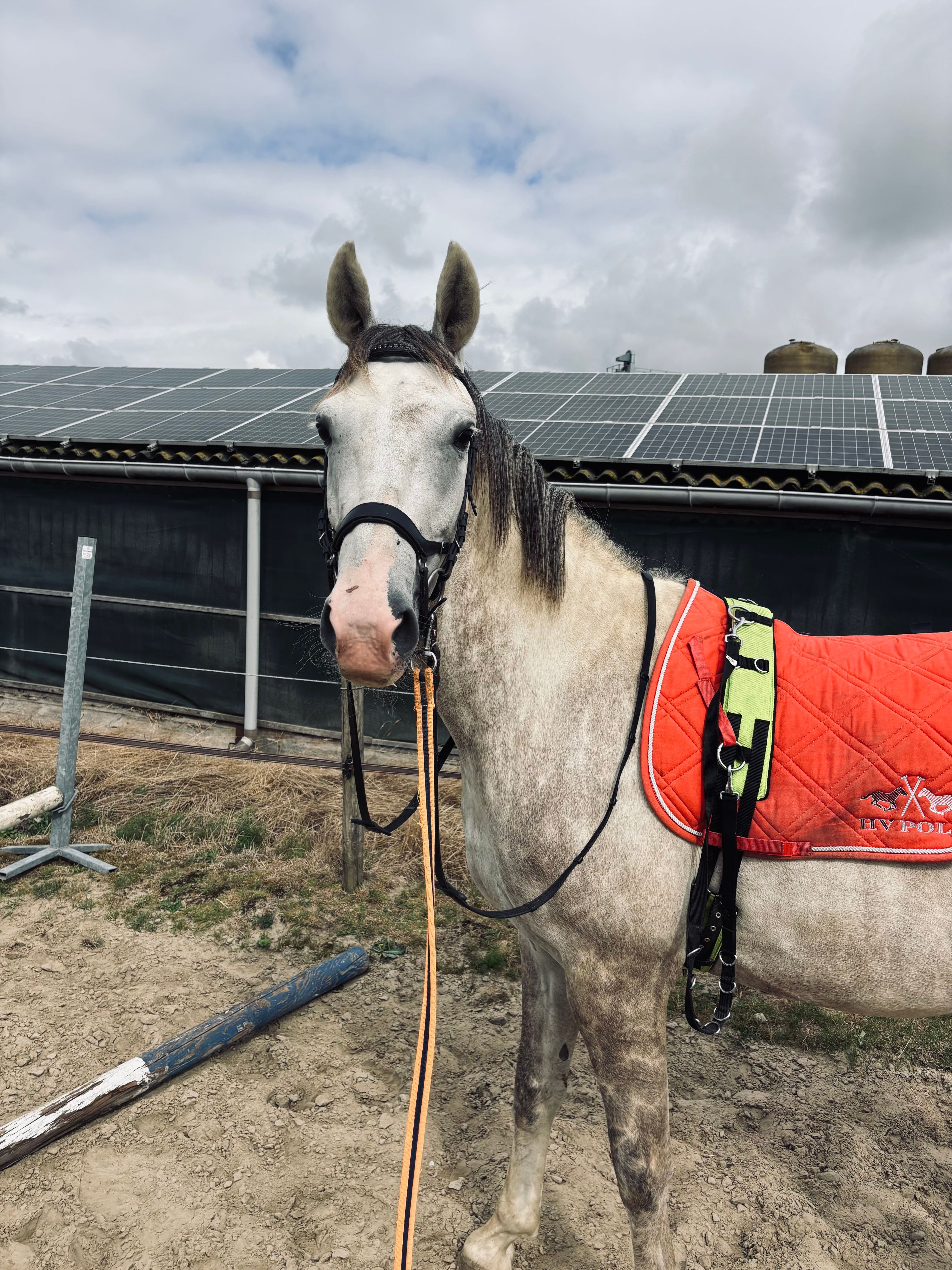 kwpn springpaard merrie 5 años schimmel en venta - Foto 2
