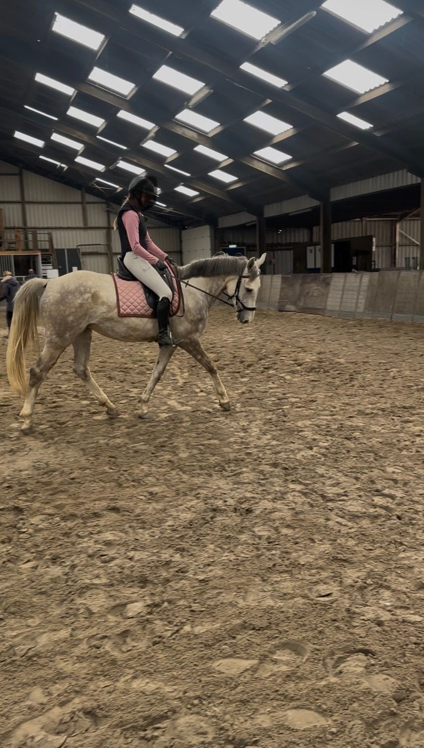 kwpn springpaard merrie 5 años schimmel en venta - Foto 6