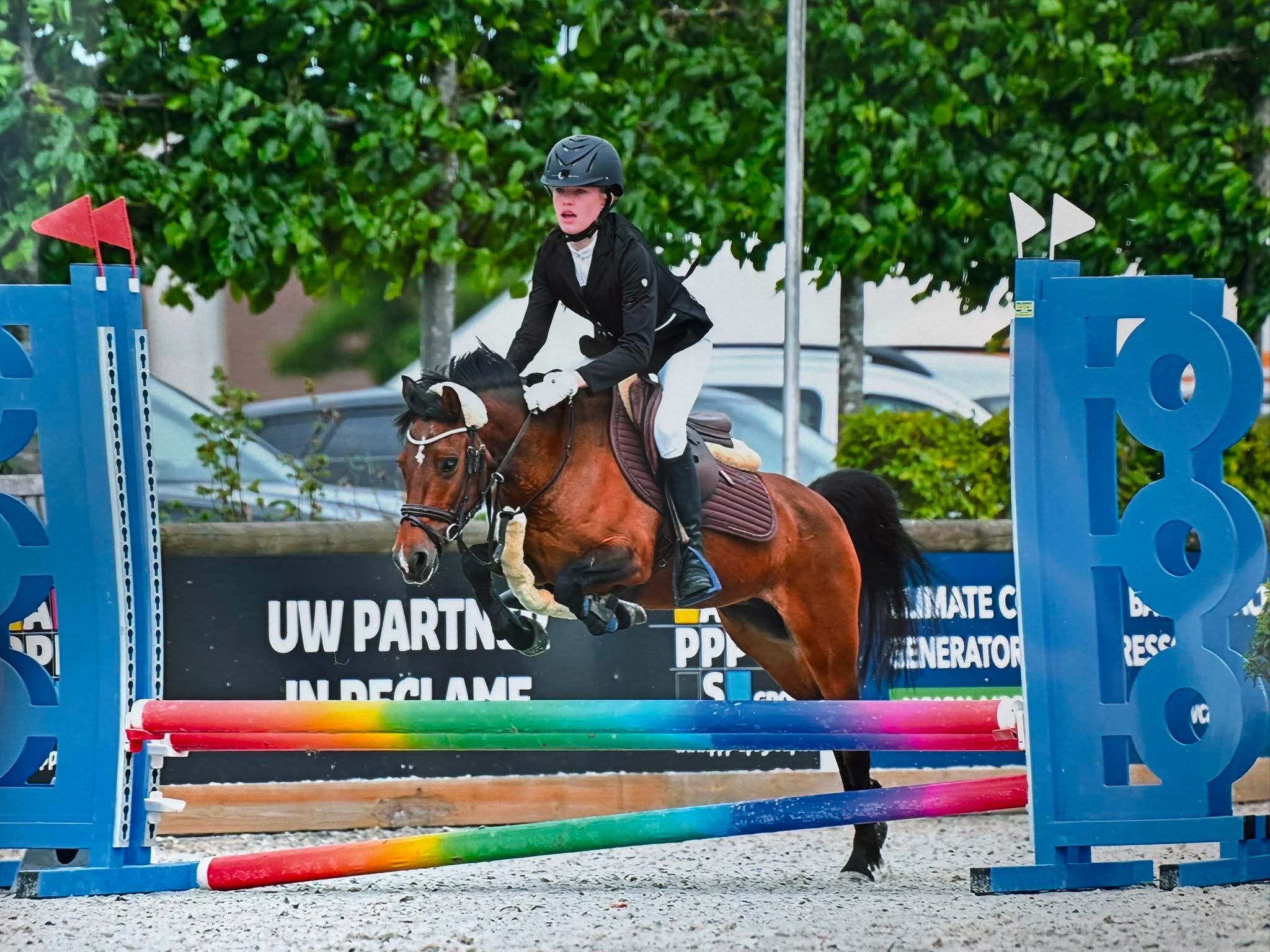 Handsome B-pony all-rounder