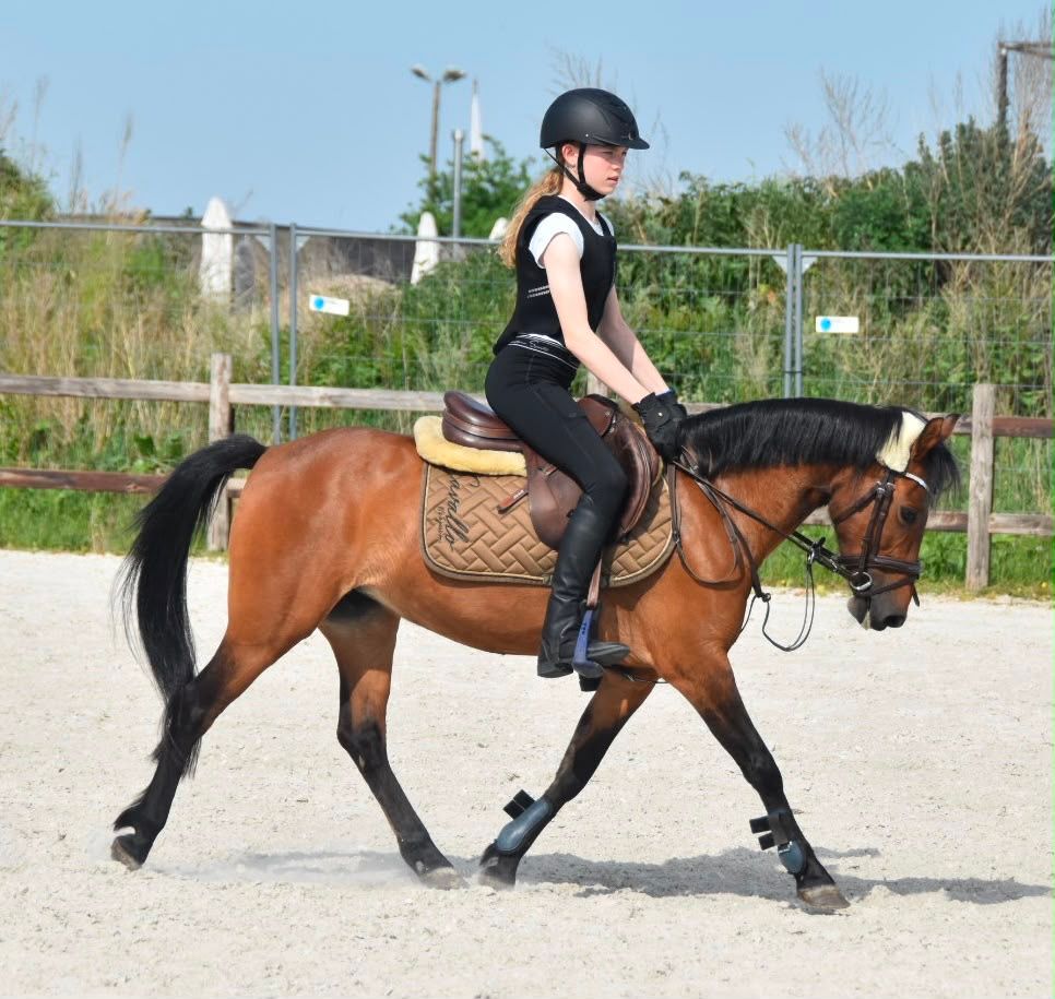 allround-pony merrie 14 años donkerbruin en venta - Foto 3