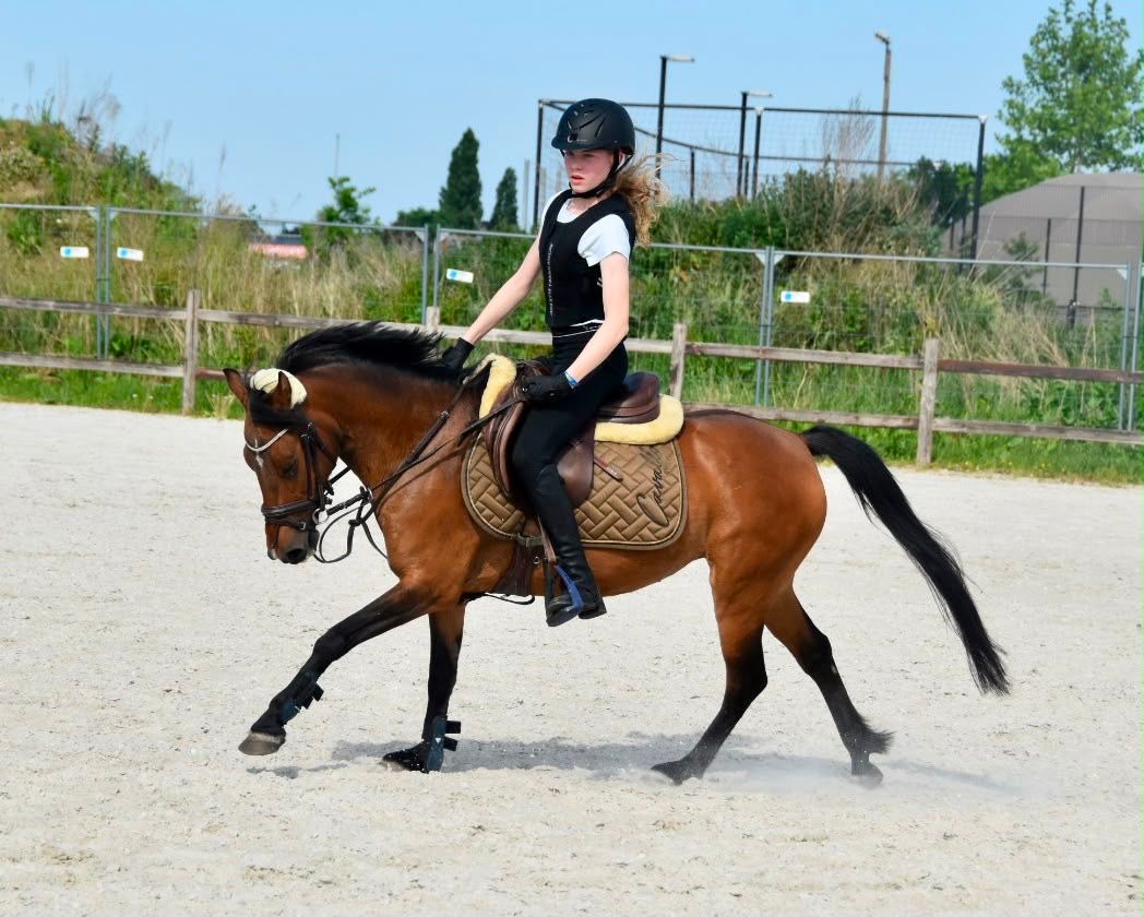 allround-pony merrie 14 años donkerbruin en venta - Foto 5
