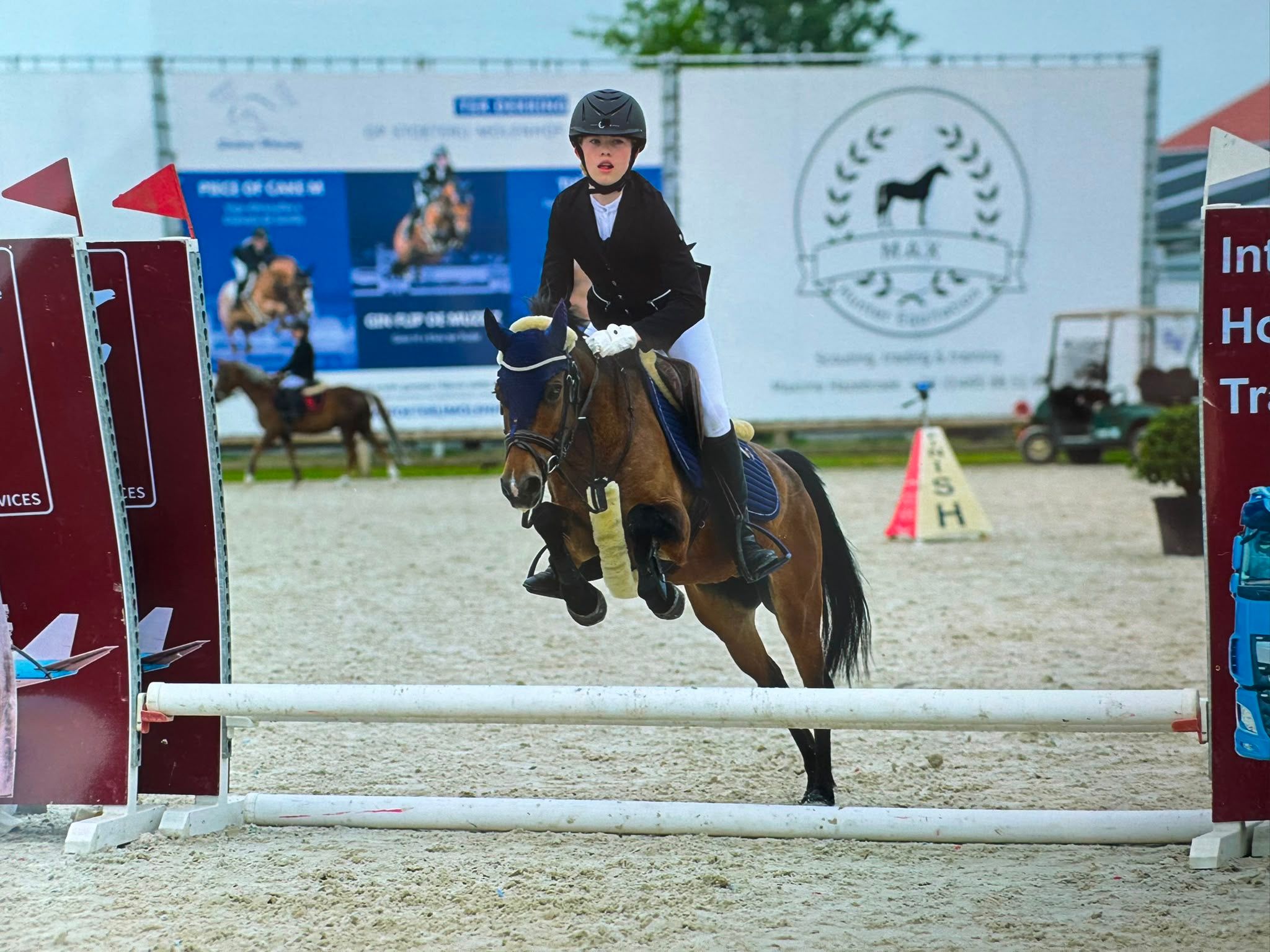 allround-pony merrie 14 años donkerbruin en venta - Foto 4