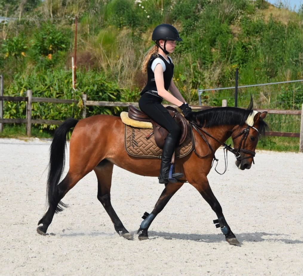 allround-pony merrie 14 años donkerbruin en venta - Foto 6