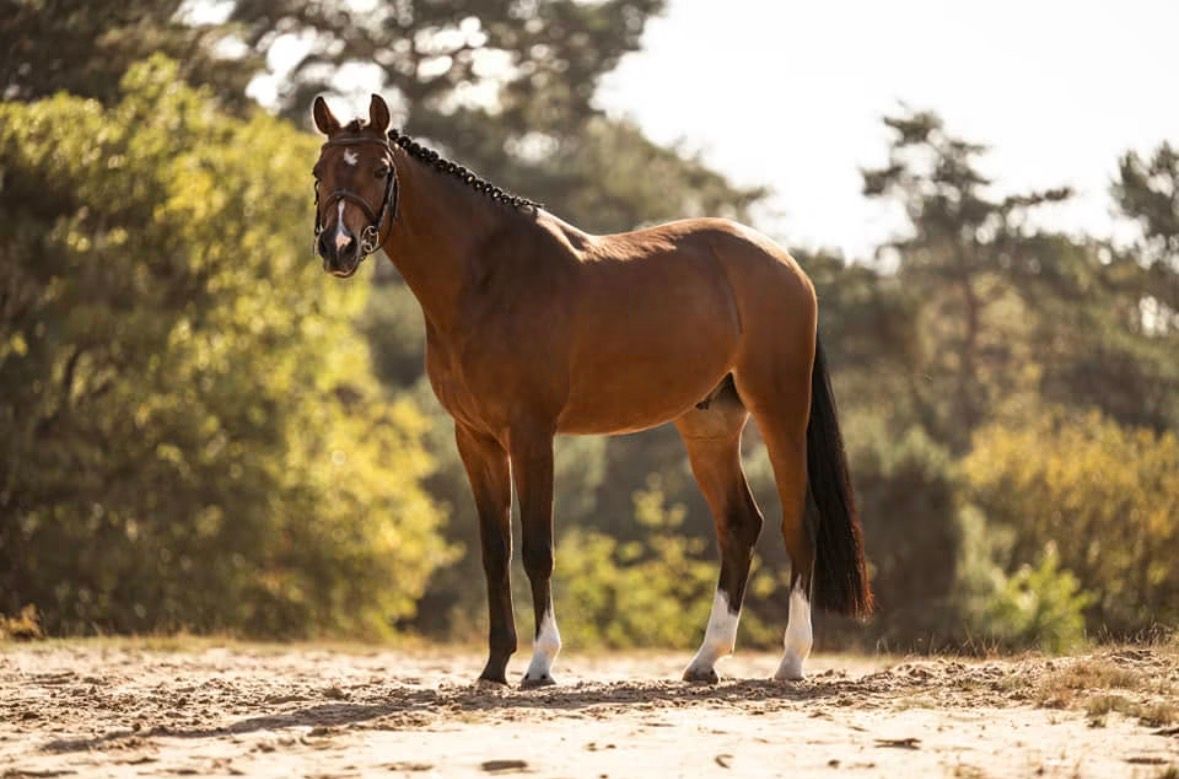 Dressage pony