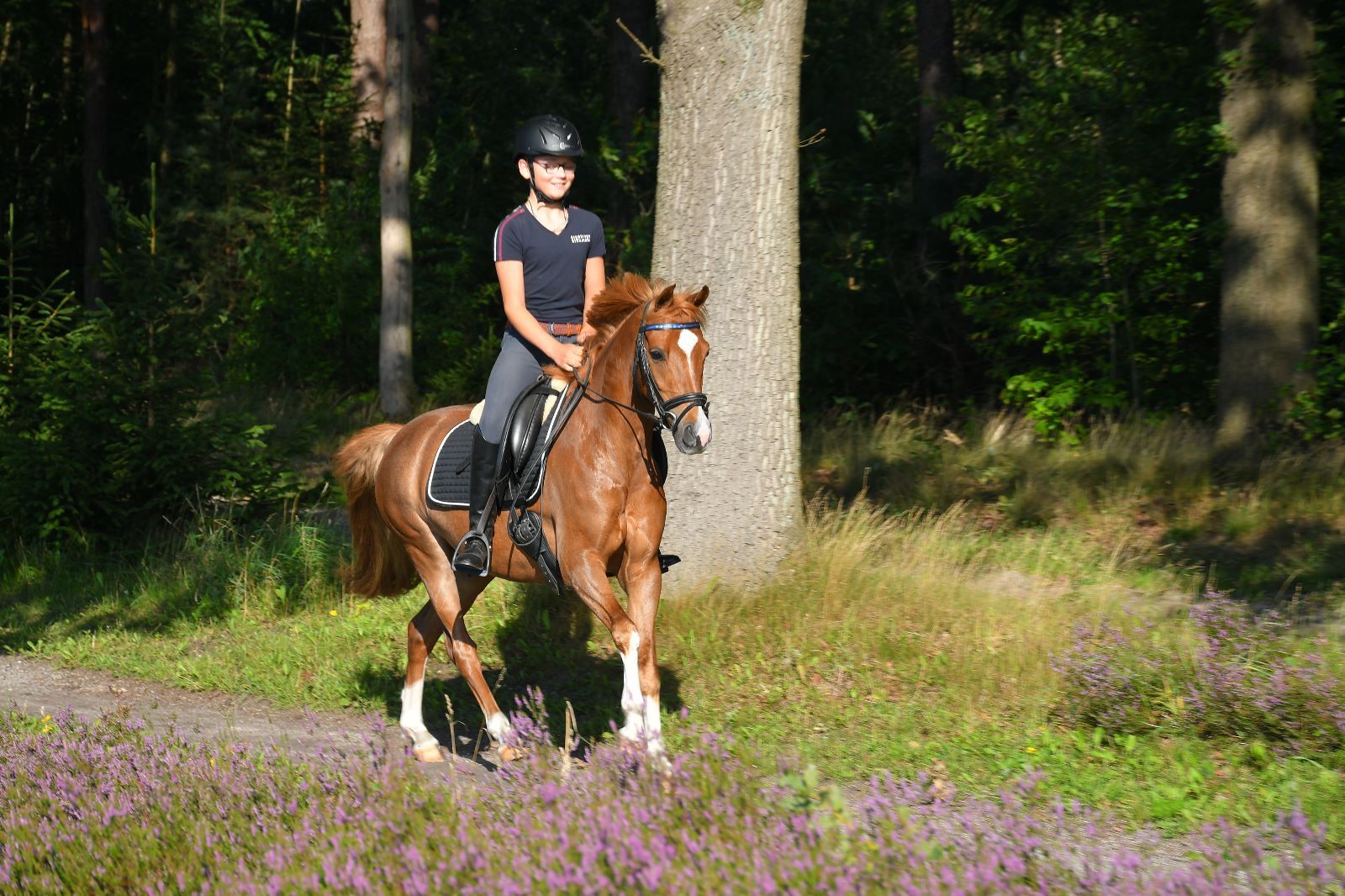 Top dressage C-pony gelding