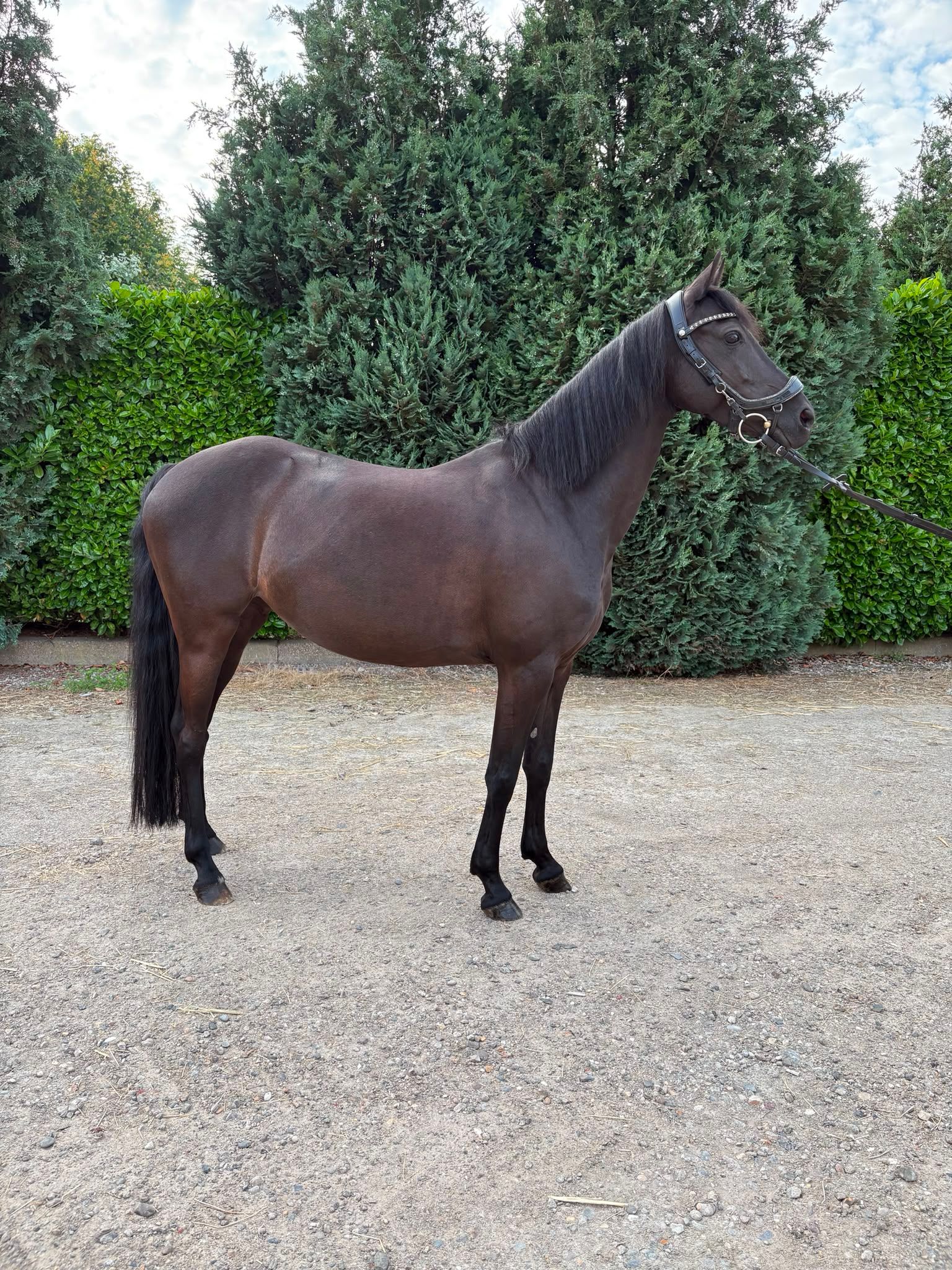 brits recreatie-pony merrie 7 jaar zwart te koop - Foto 6