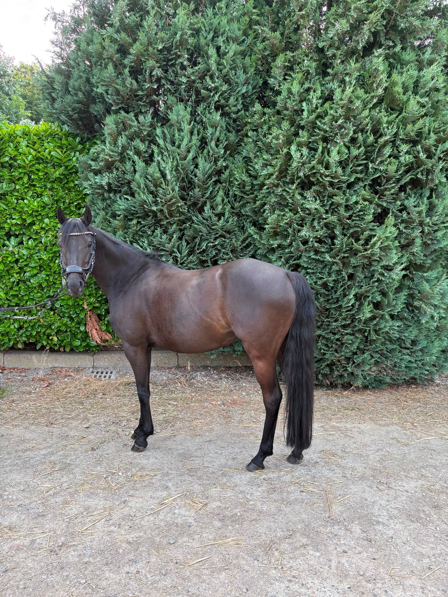 brits recreatie-pony merrie 7 jaar zwart te koop - Foto 5