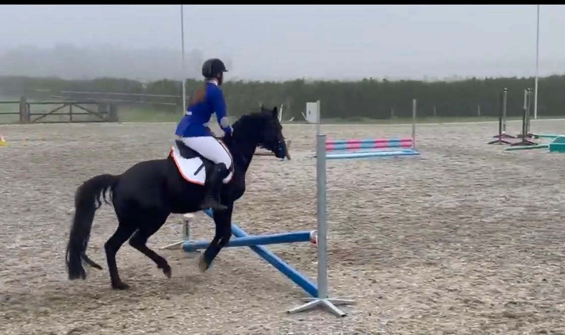 brits recreatie-pony merrie 7 jaar zwart te koop - Foto 4
