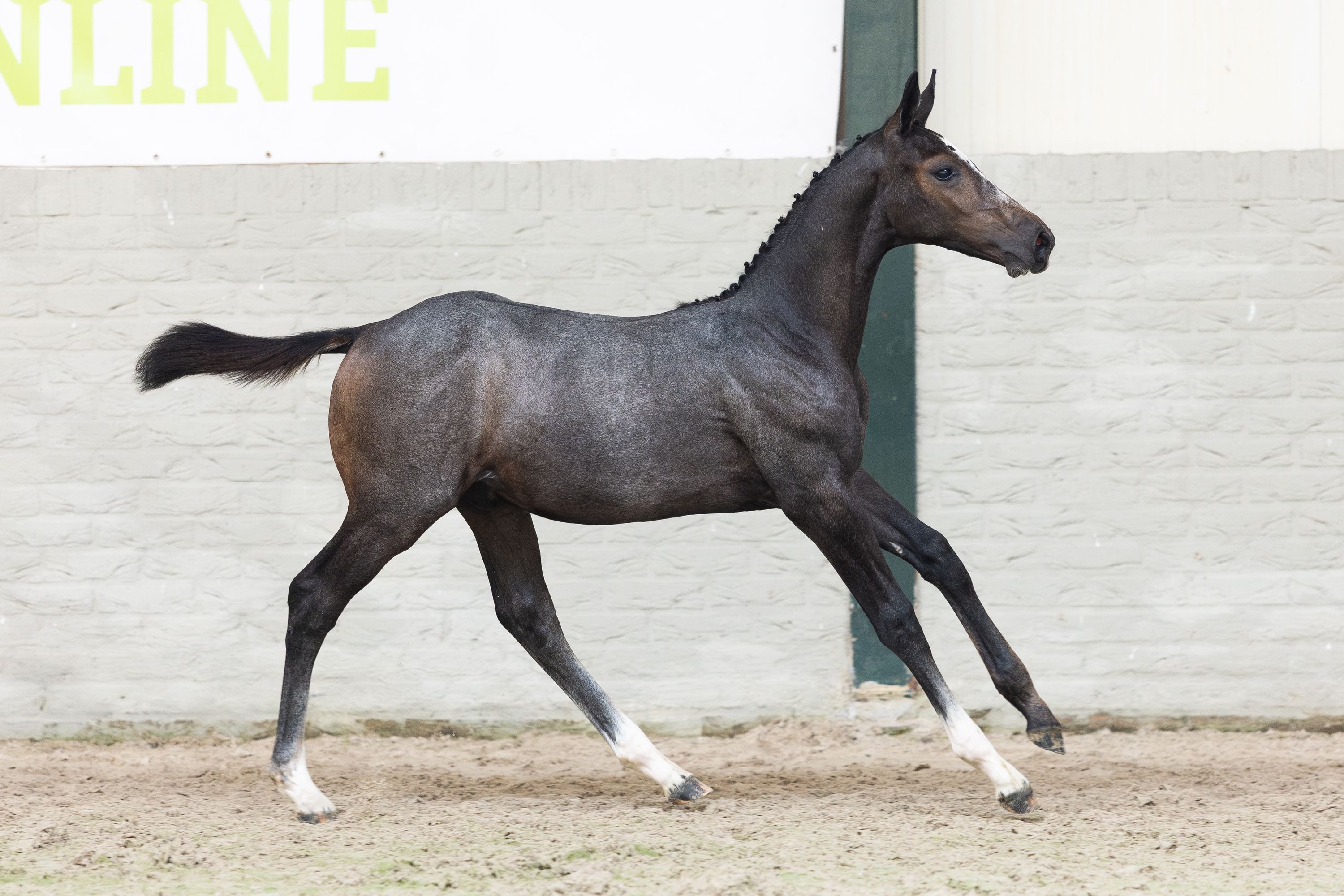 kwpn springpaard hengst 0 años schimmel en venta - Foto 3