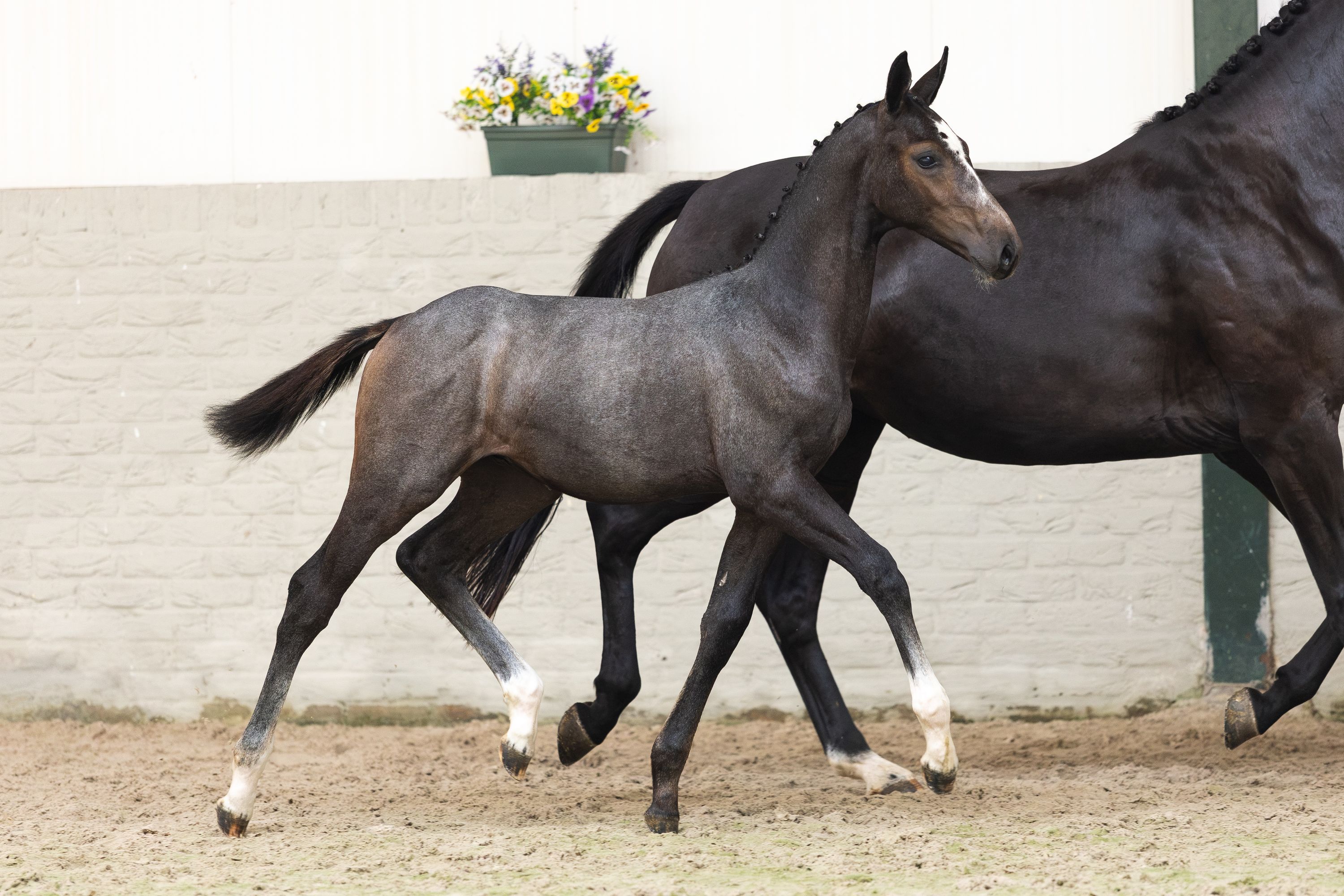 kwpn springpaard hengst 0 años schimmel en venta - Foto 2