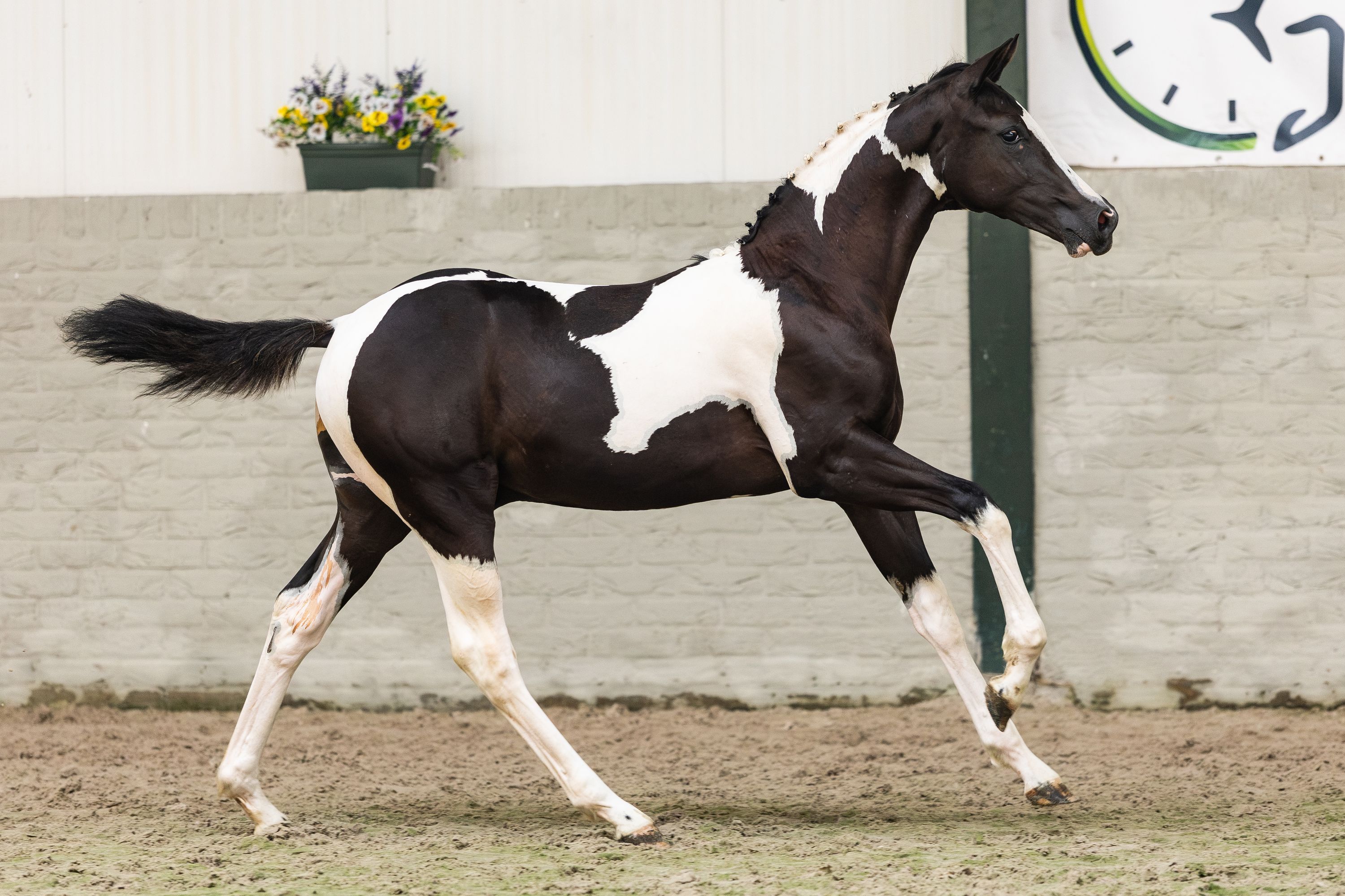 nrps springpaard hengst 0 años andere-kleur en venta - Foto 2