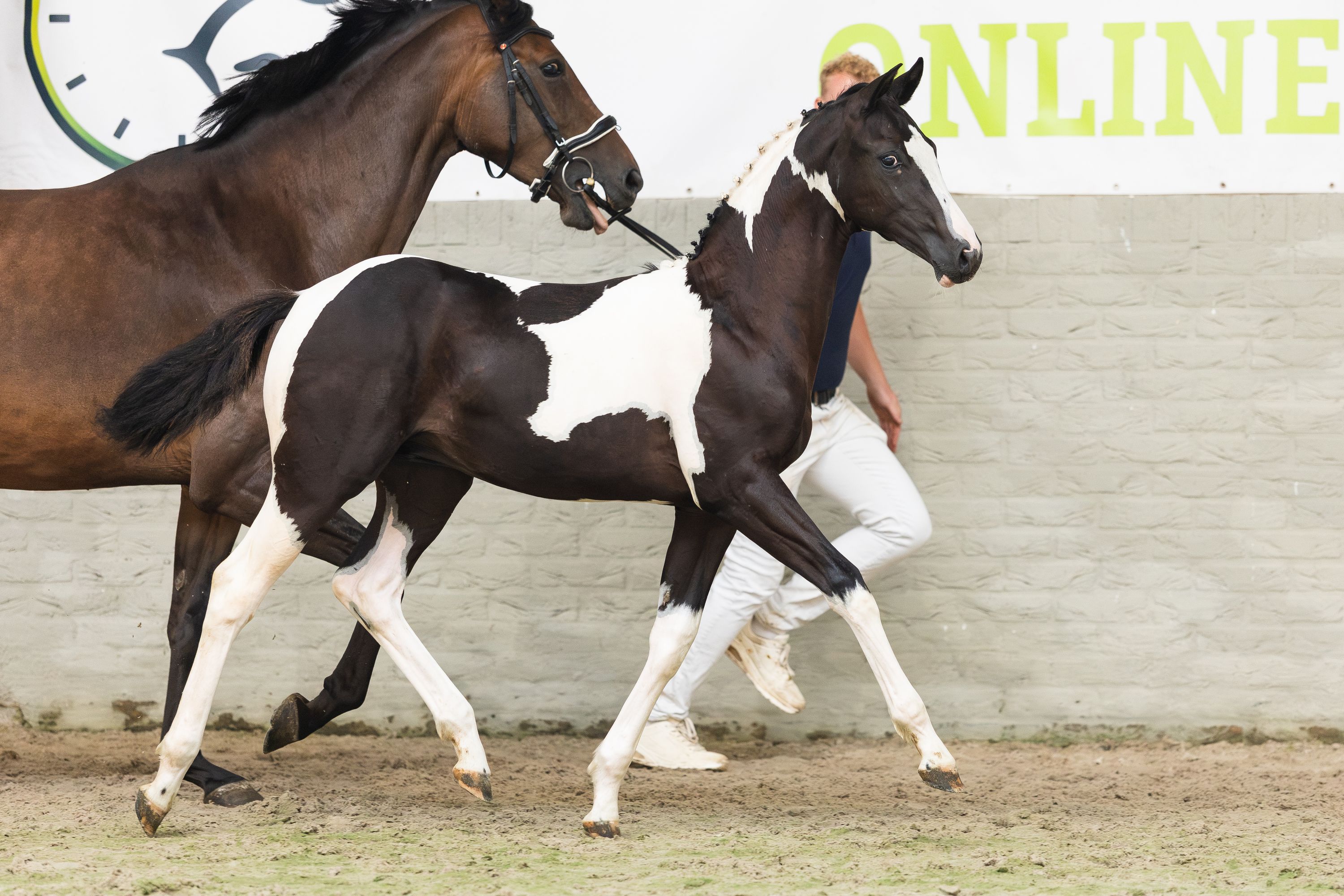 nrps springpaard hengst 0 años andere-kleur en venta - Foto 3