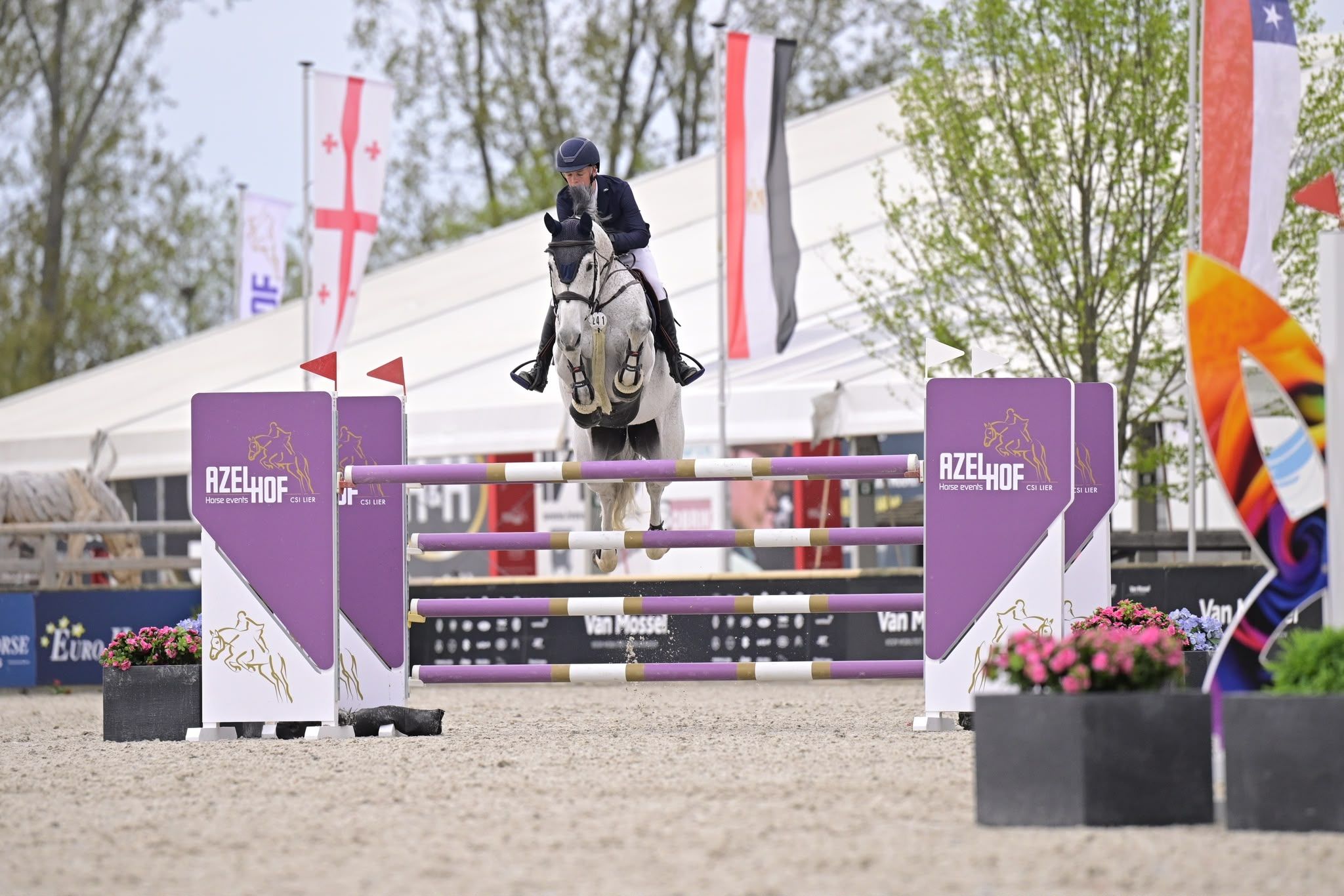 3 cavalos de desporto à venda