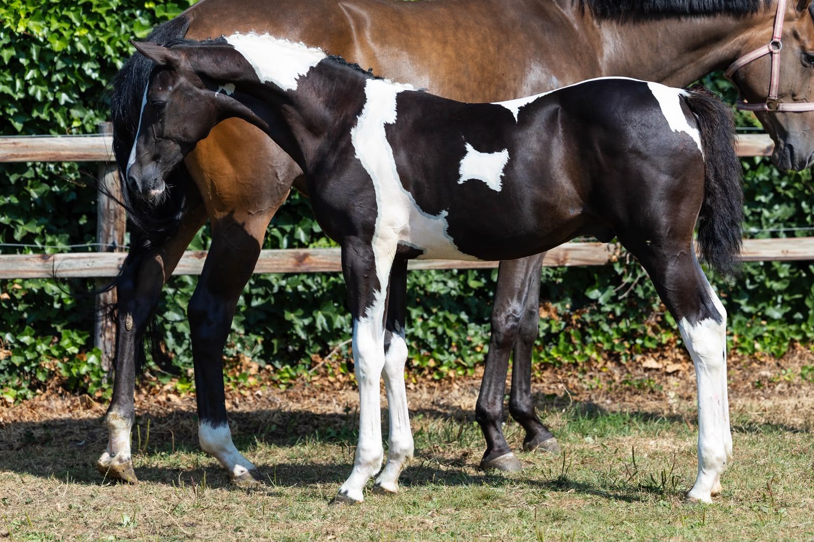 nrps springpaard hengst 0 años andere-kleur en venta - Foto 4