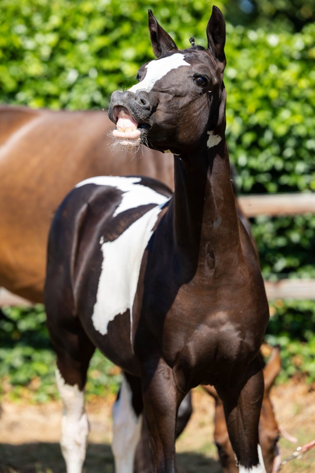 nrps springpaard hengst 0 años andere-kleur en venta - Foto 5