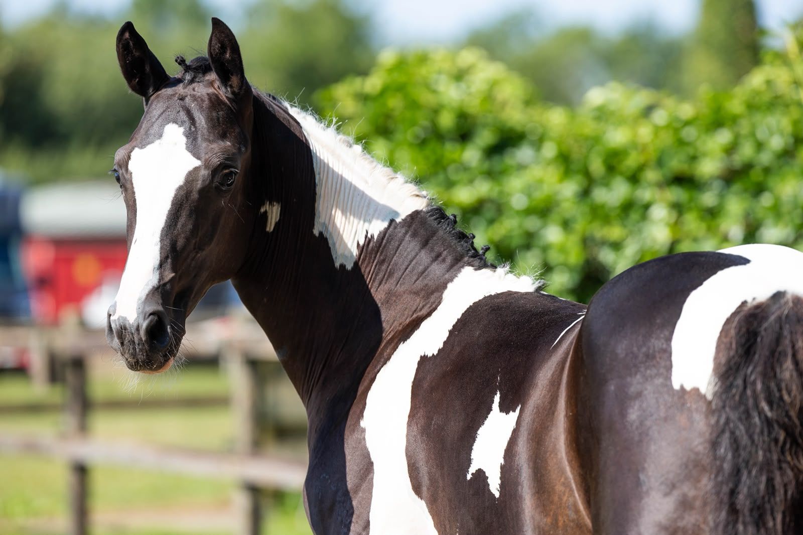 nrps springpaard hengst 0 años andere-kleur en venta - Foto 6